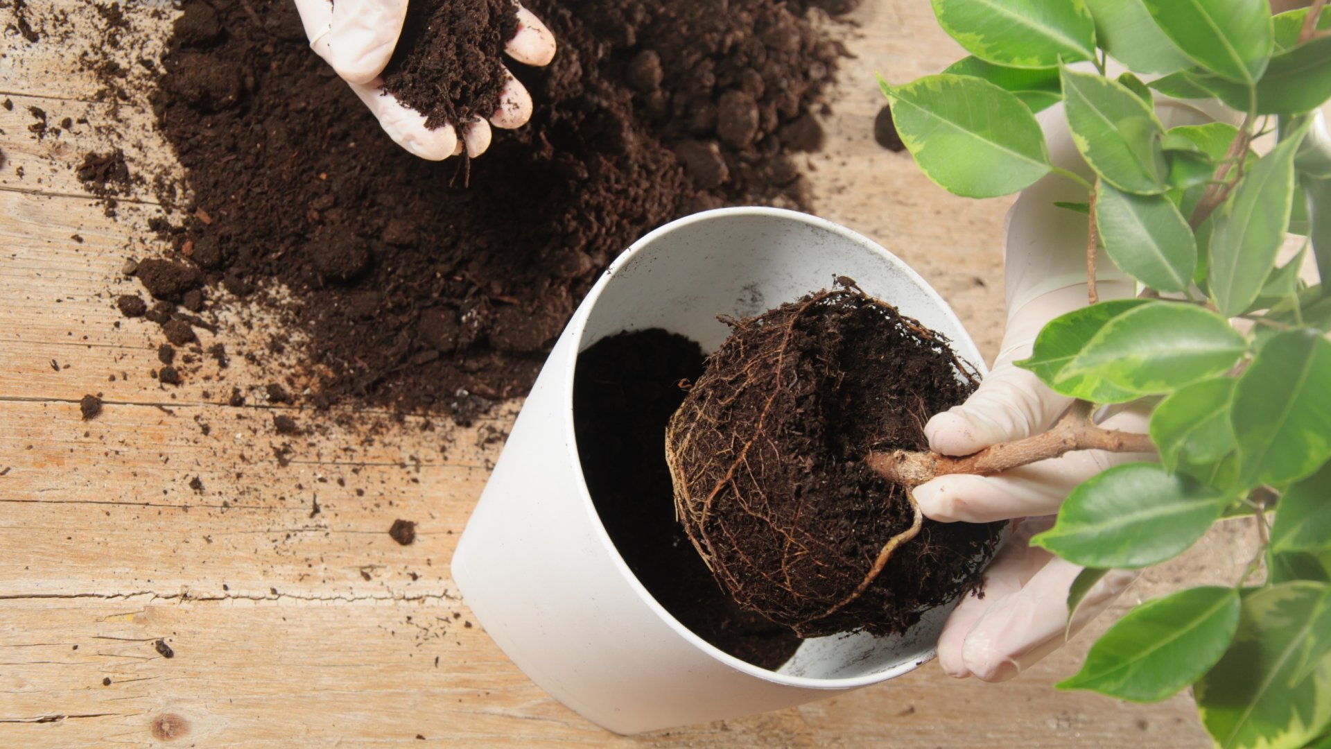 Ez a legjobb idő a növények átültetésére! – Útmutató házi kertészeknek