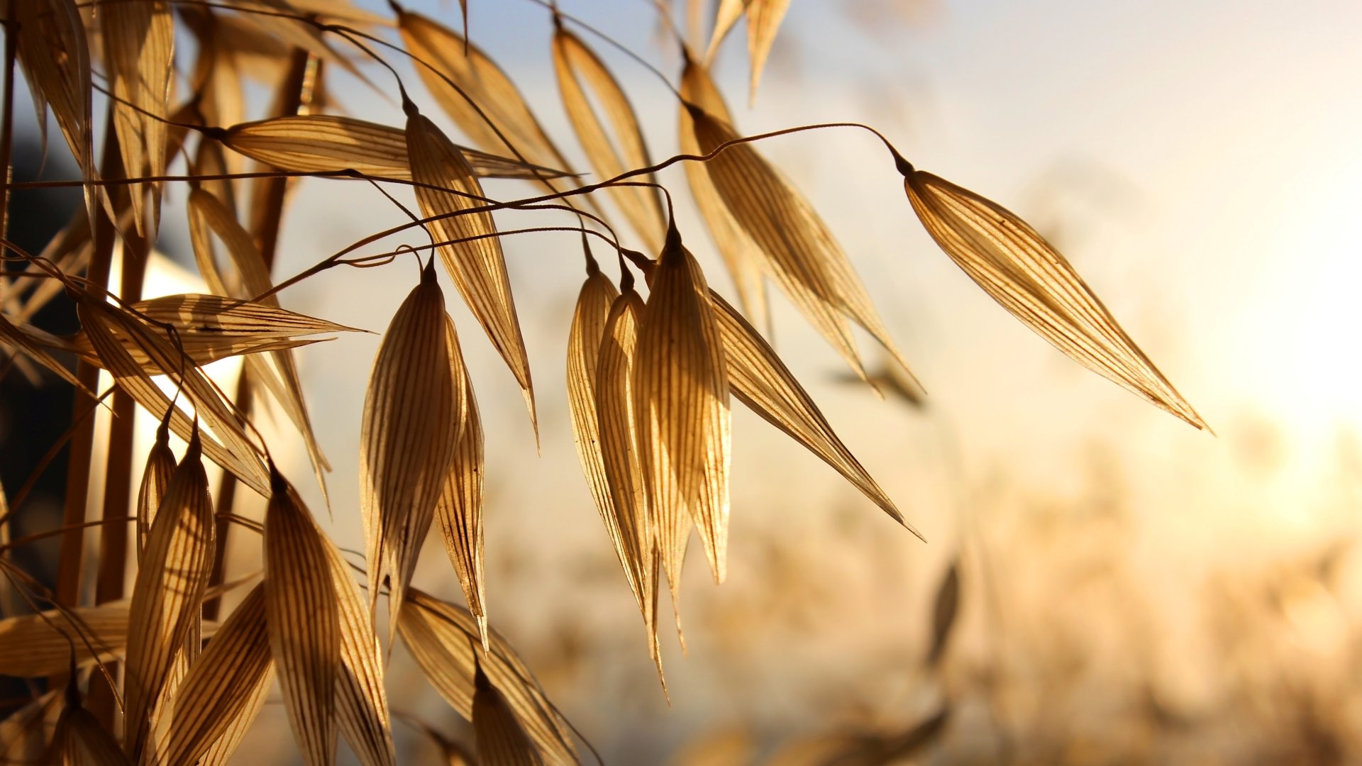 Hogyan ültessünk zabot? – Zabültetés és gabonatermesztés a házikertben