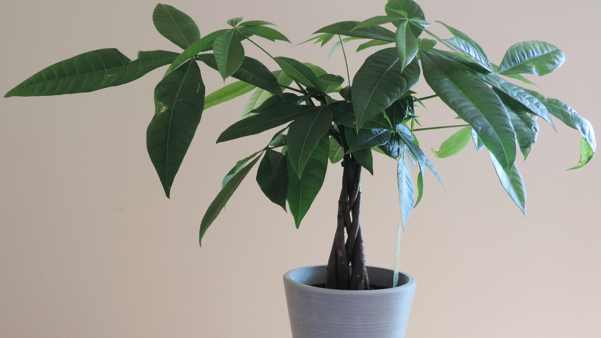 Minden amit tudnod kell a Pénzfáról – Pénzfa a lakásban