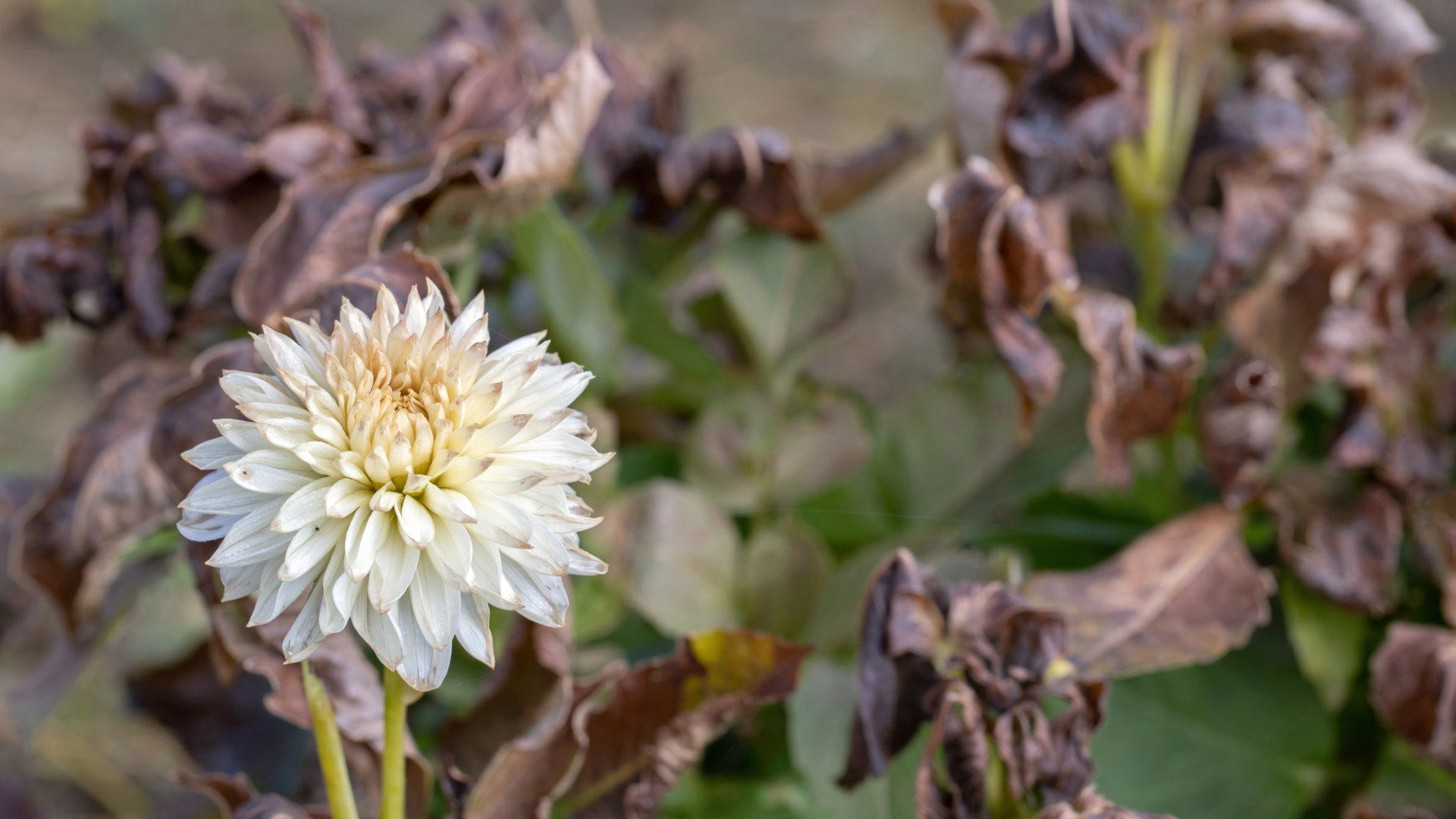 A növényeink újjáélesztése, ha hőkárt szenvedtek