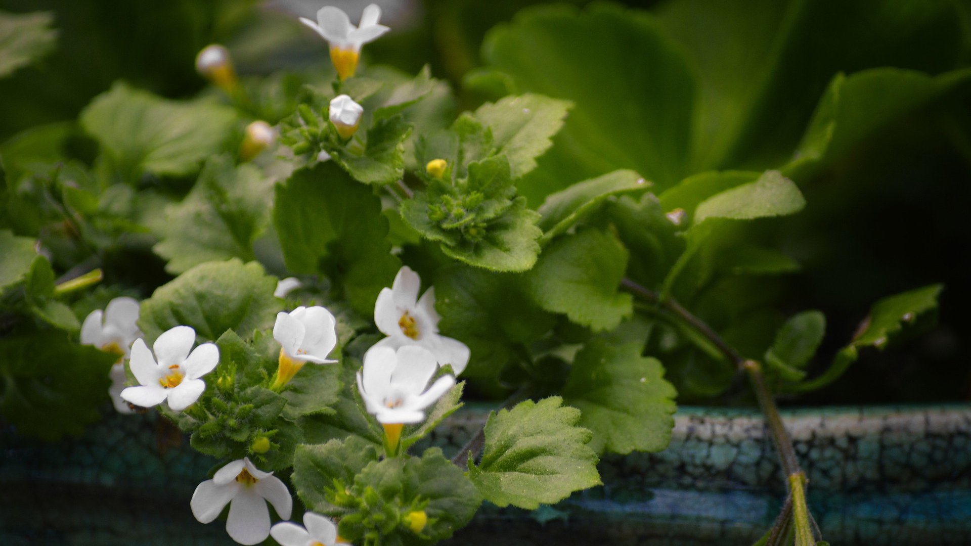 Ismerjétek meg ti is a csodálatos bakopát
