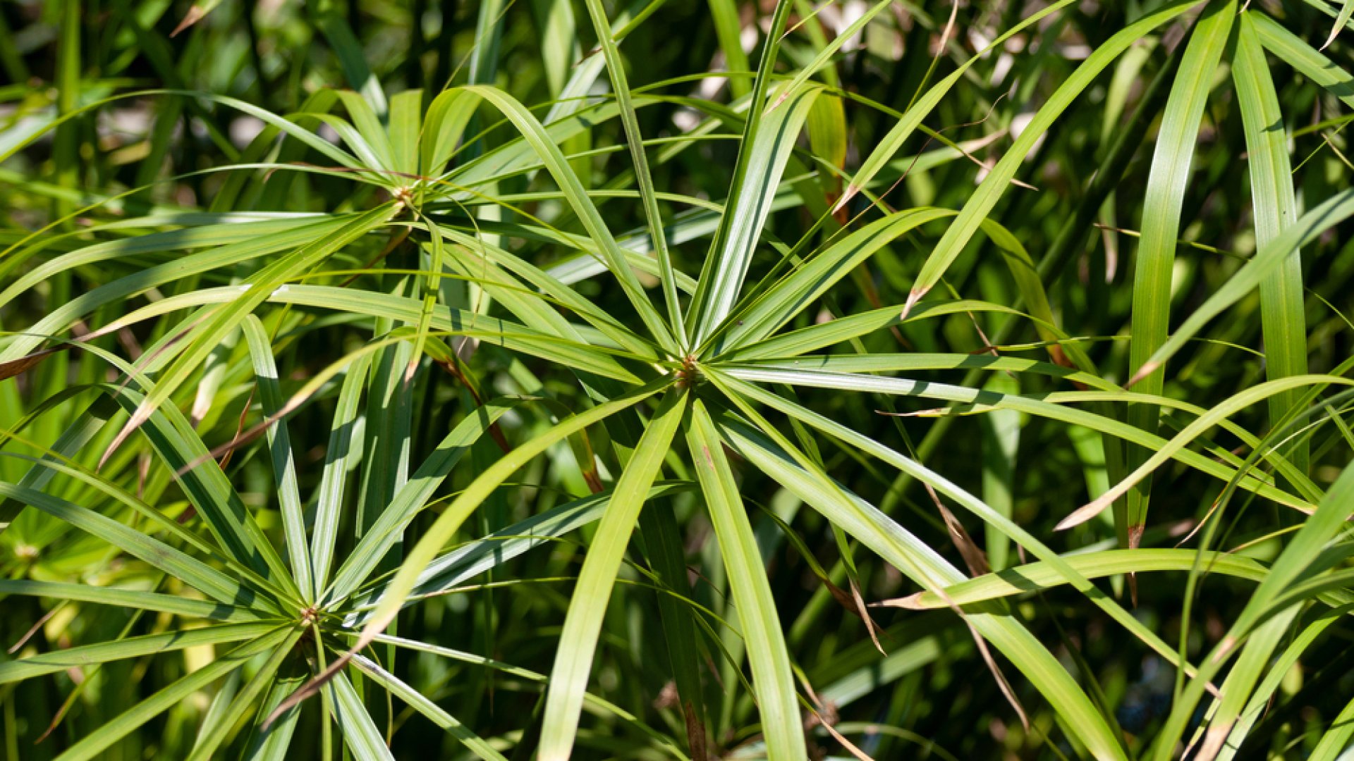 Vízipálma – avagy esernyős szobanövények: Információk az esernyőnövény termesztéséről és gondozásáról