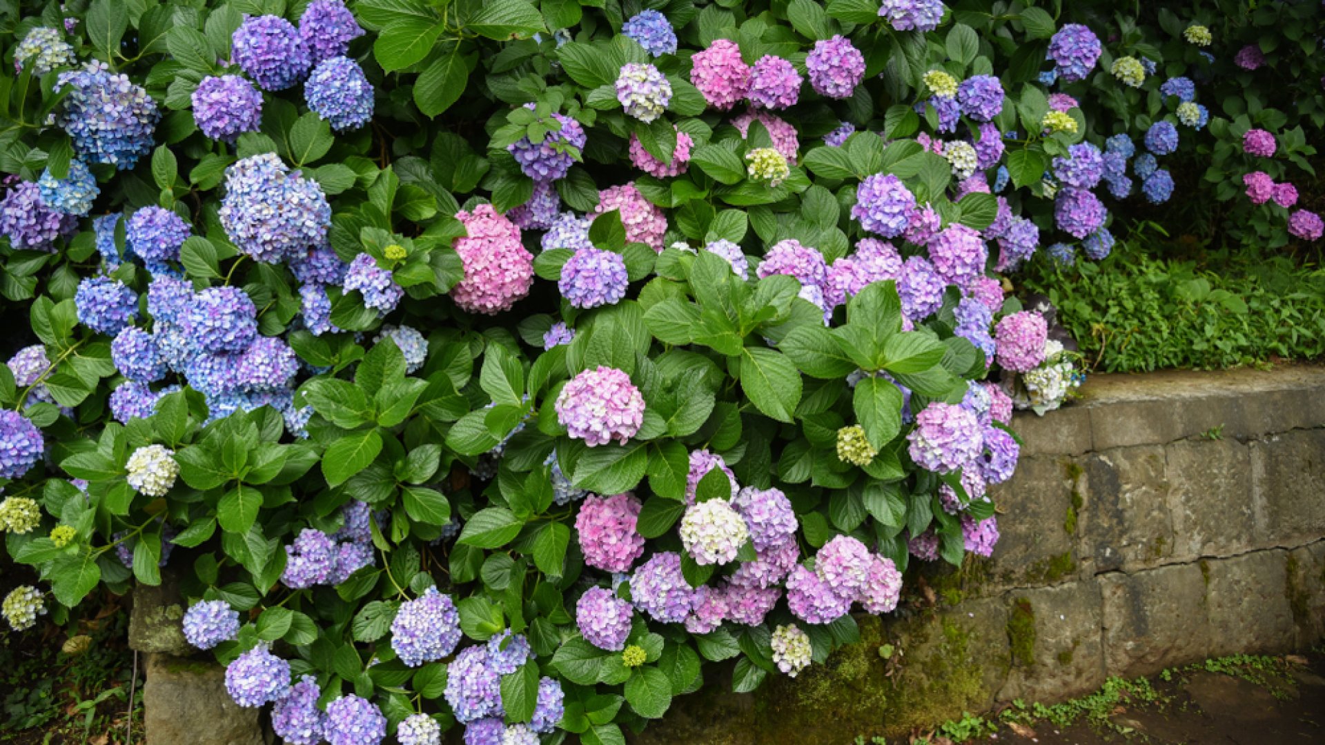 Minden, amit a hortenzia neveléséről tudni érdemes