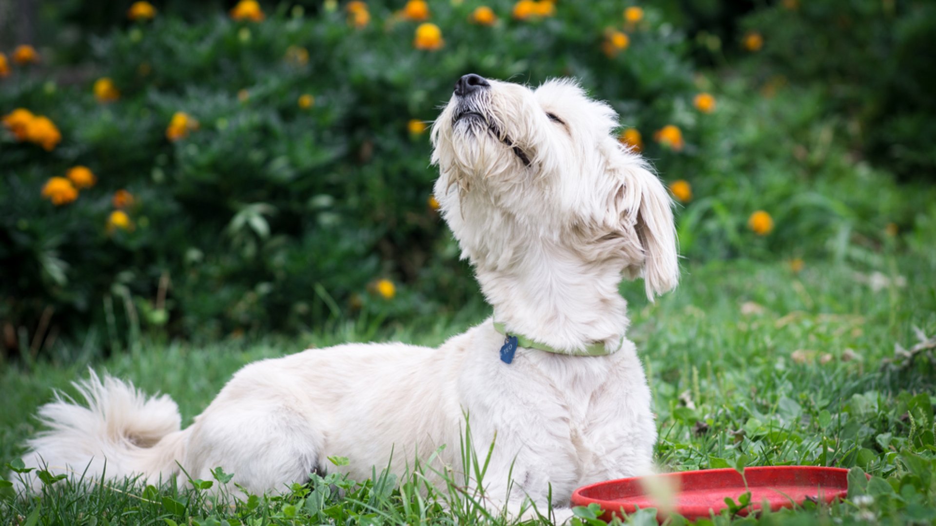 8 érdekesség a kutyákról: biztosan lesz olyan, amin Te is meglepődsz