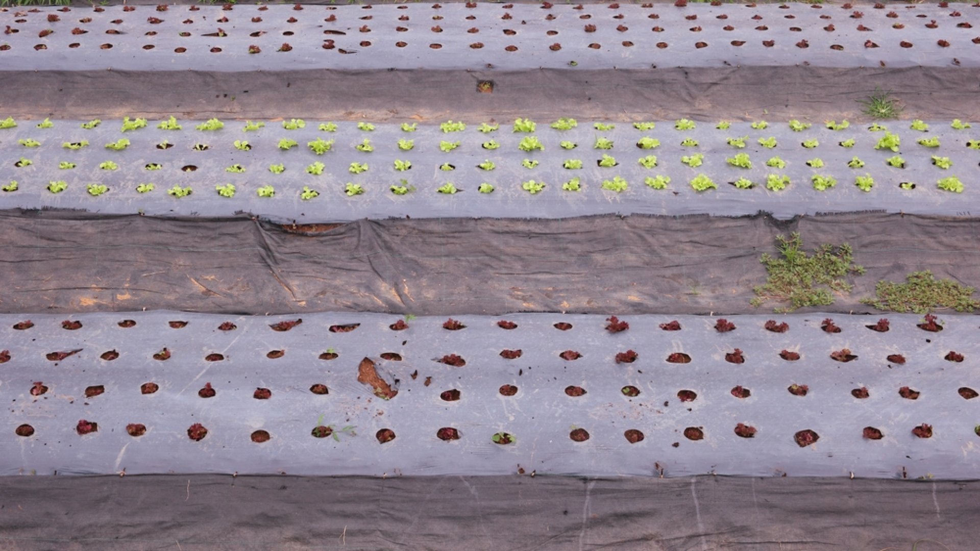 Lehetséges a gyomirtás műanyag ponyvával?