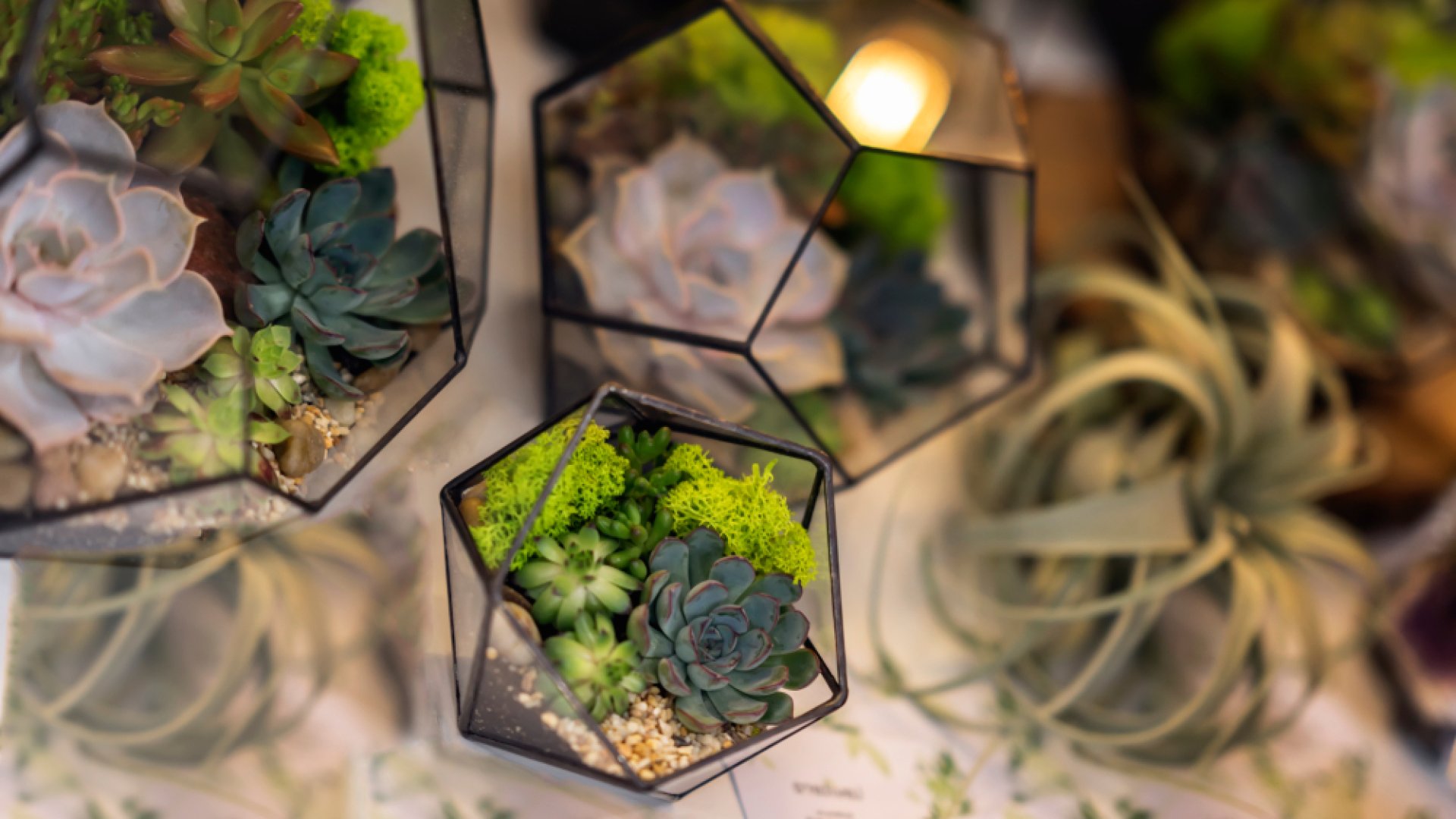 10 kevés gondozást igénylő növény, ami boldogan él terráriumban