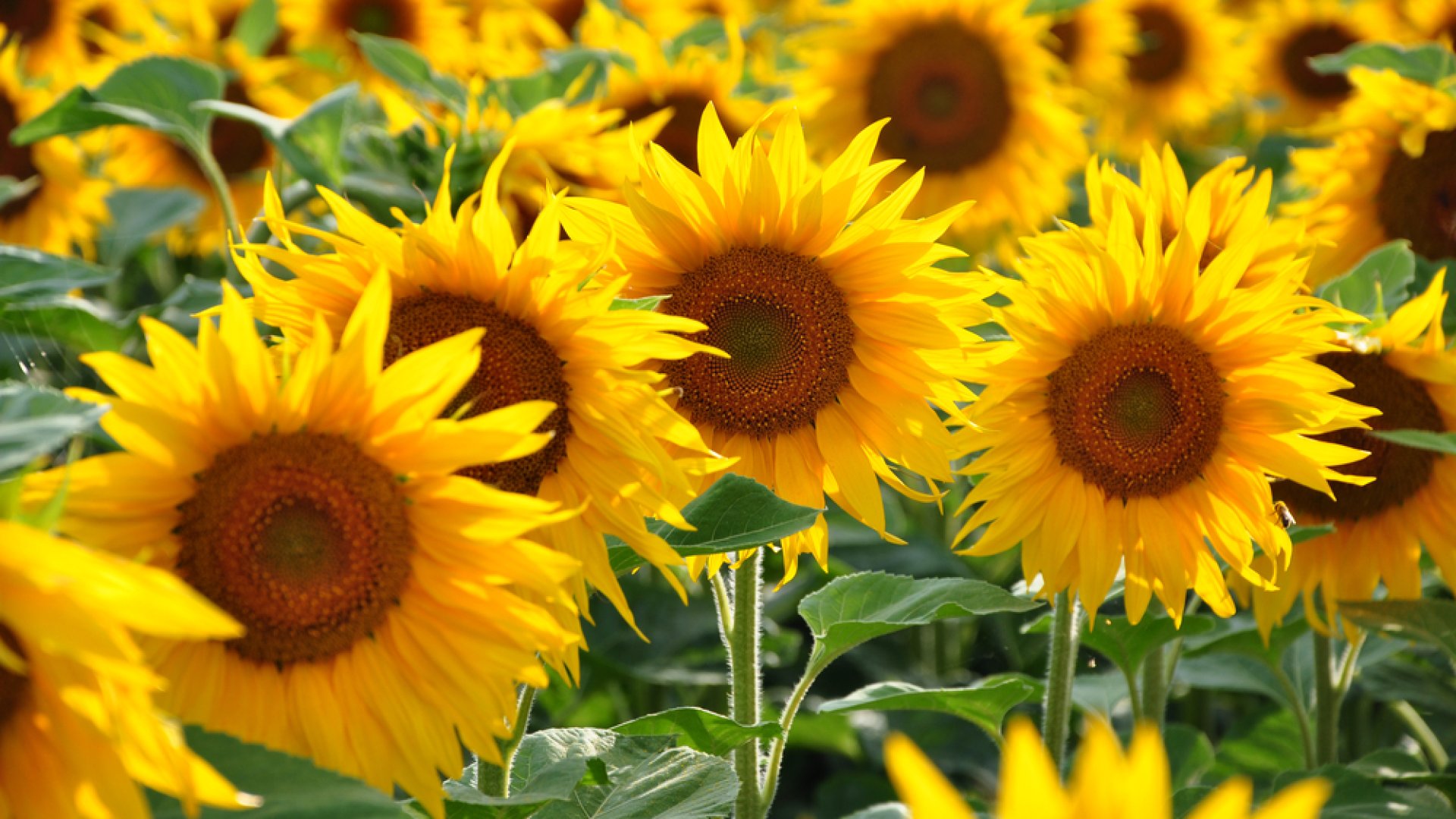 Így gyűjtsd össze a napraforgómagokat