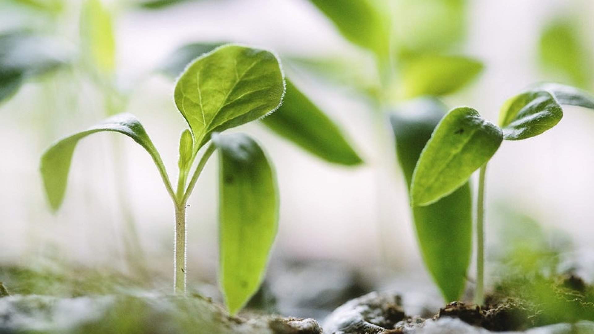 Szobanövényeket termesztenél vízben? Kerüld el ezeket a hibákat!