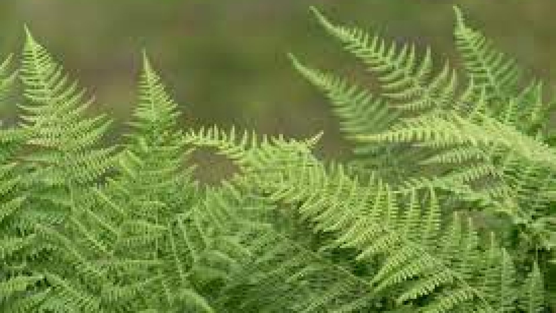 Hogyan termesszünk páfrányokat a páfrányokból - Páfrányok szaporítása a gyökérről