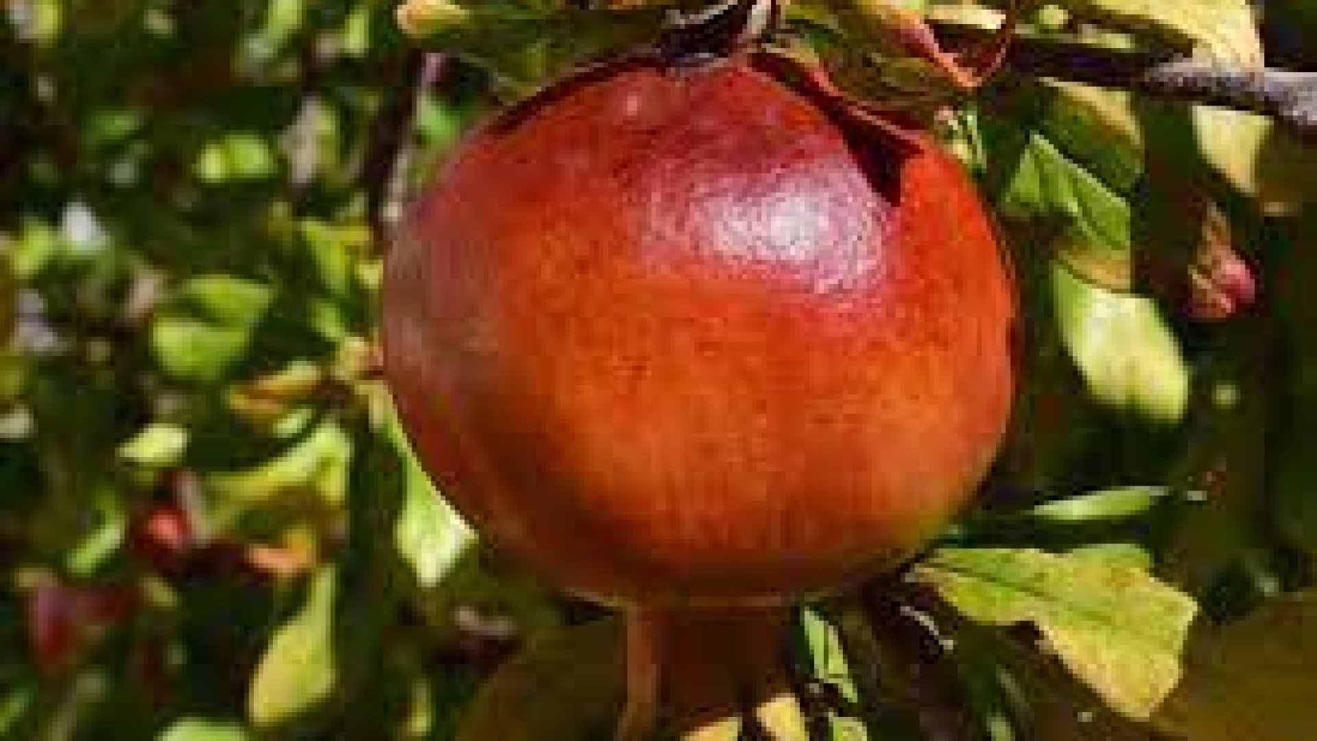 Ezek a legjobb szárazságtűrő gyümölcsfák – Készülj az elkövetkező évekre! Ezek a legjobb szárazságtűrő gyümölcsfák – Készülj az elkövetkező évekre!