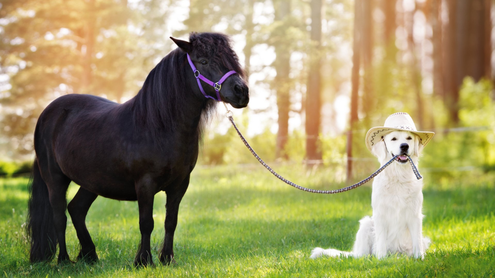 15 varázslatos érdekesség a lovakról, amit valószínűleg te sem tudtál