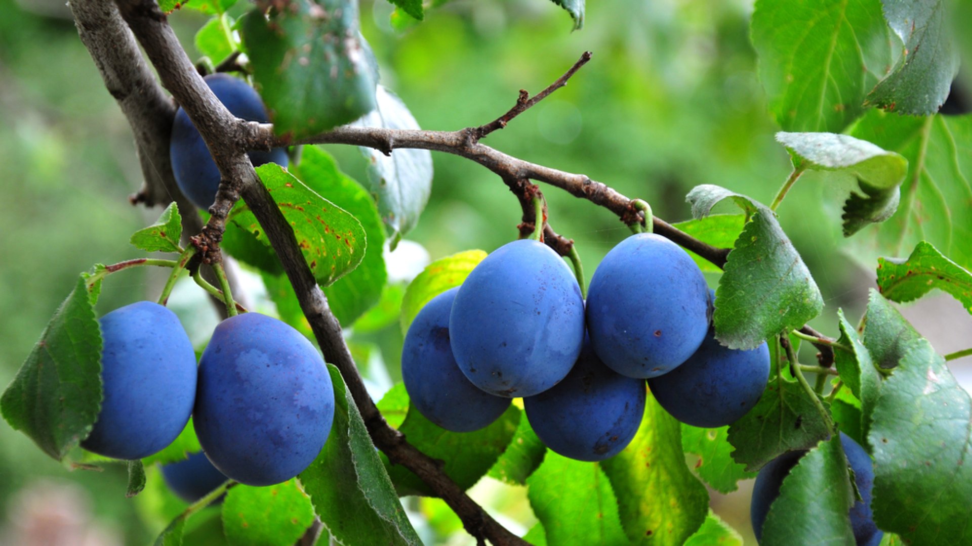 szilva szüretelése tanácsok