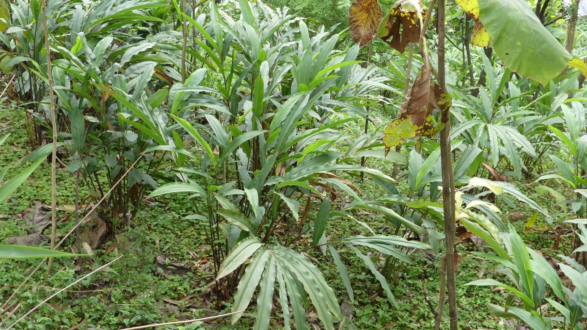 Hogyan neveljünk Kardamom növényt cserépben?