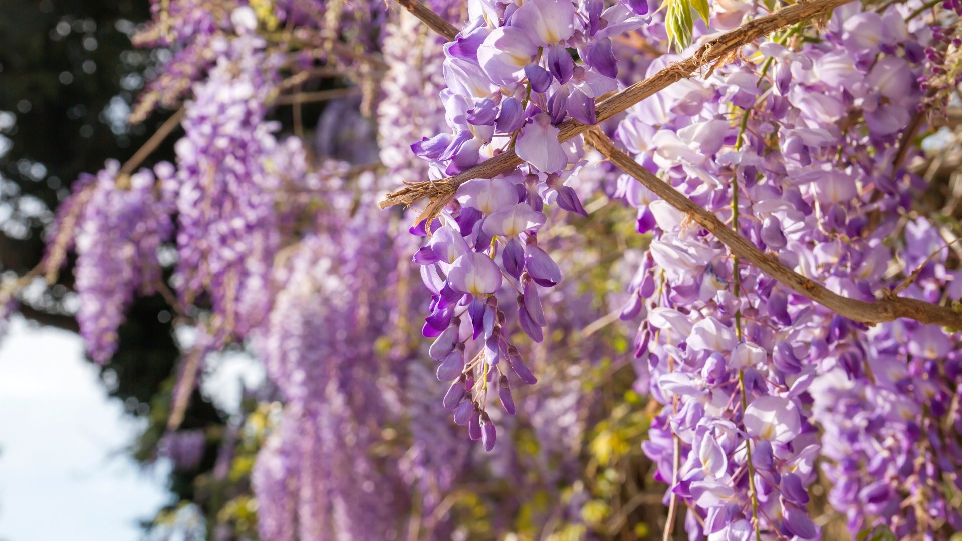 9 gyorsan növekvő kúszó növény, amikkel árnyékot varázsolhatsz a kertbe vagy a teraszra