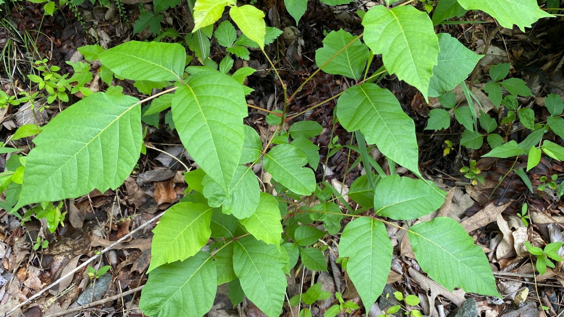 5 növény, amihez soha nem szabadna hozzáérned