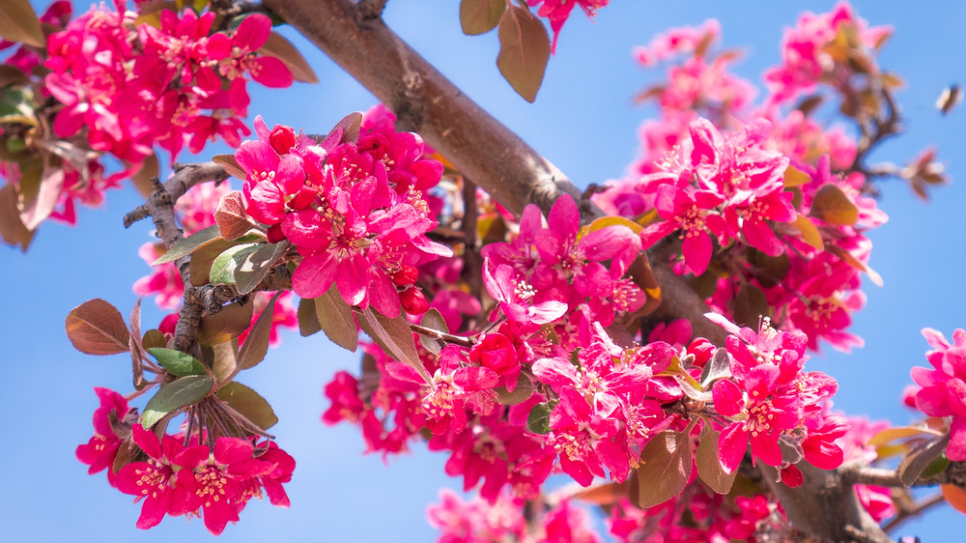 Royal Raindrops – a legszebb díszalmafa