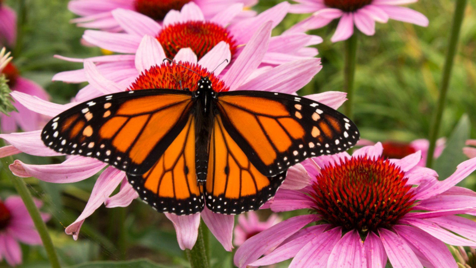 Legyen Neked is gyönyörű beporzó-kerted!