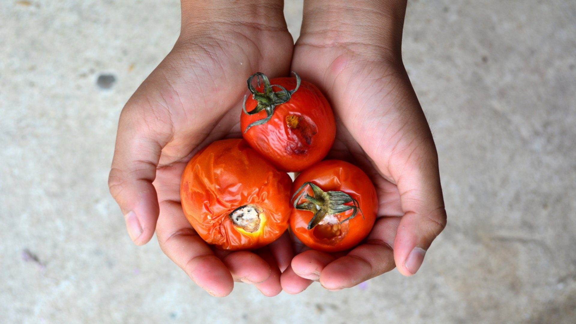 A 10 leggyakoribb paradicsombetegség