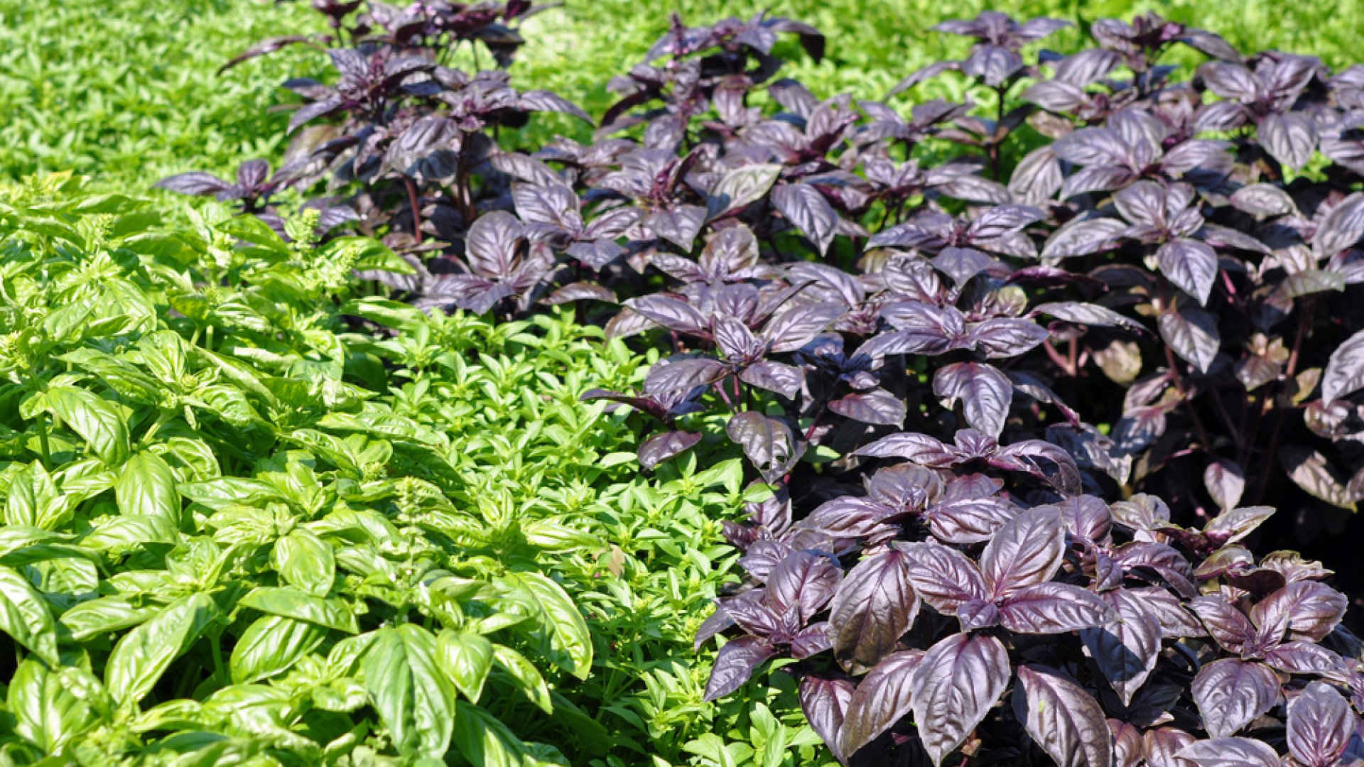 Társnövények a bazsalikom mellé