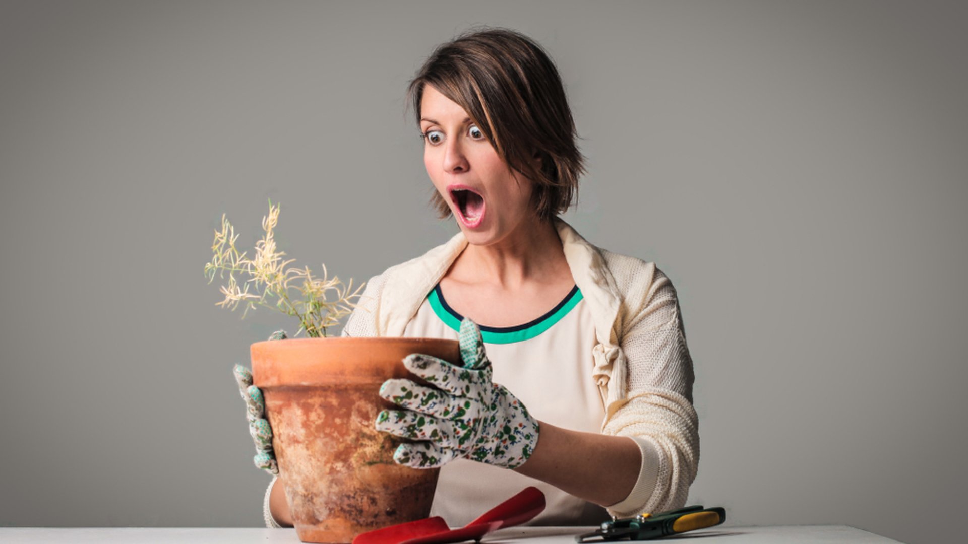 Segítség! Miért ugyanakkor és ugyanúgy kezd el haldokolni az összes növényem? 