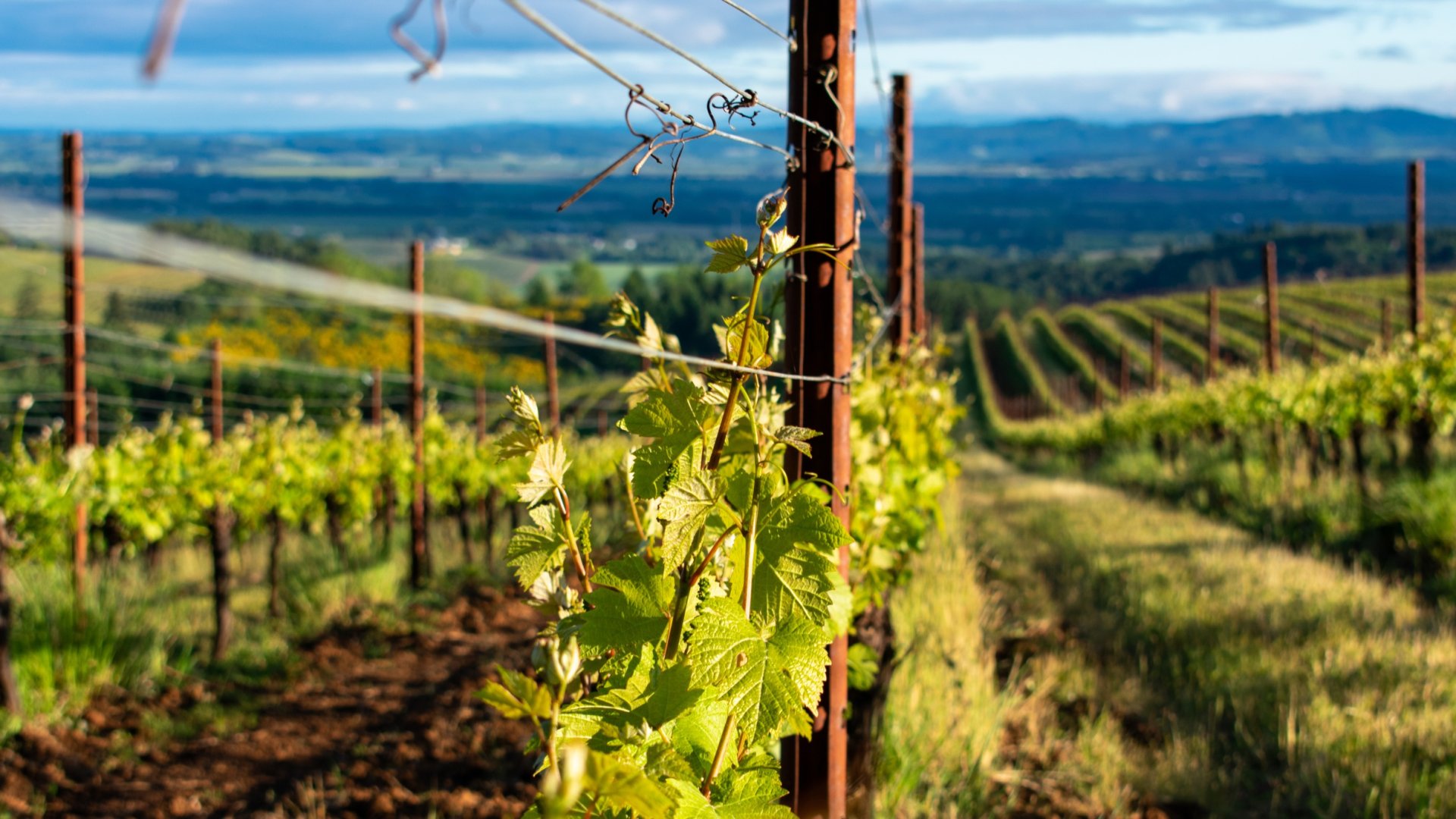 Irány a Neszmélyi Borvidék! – Ismerd meg hazánk egyik legjelentősebb boros vidékét Irány a Neszmélyi Borvidék! – Ismerd meg hazánk egyik legjelentősebb boros vidékét