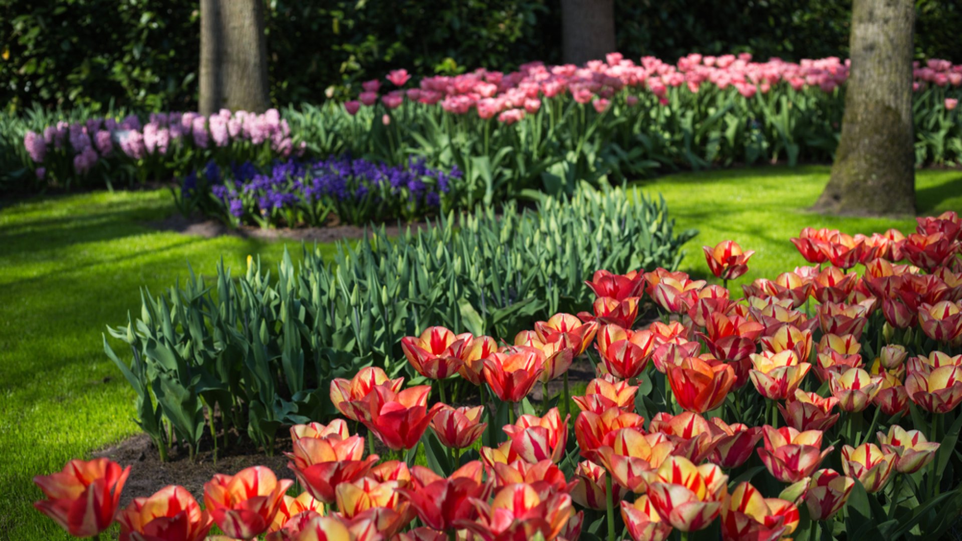 Növények, amelyek szépen növekednek az árnyékban