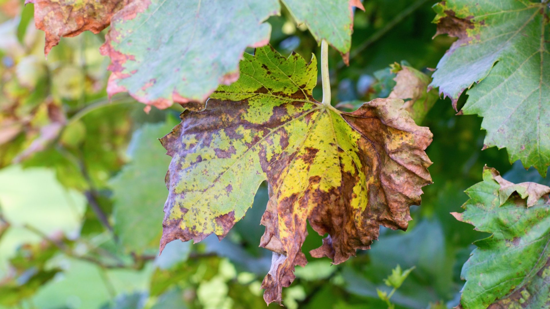 Pusztít a gombás fertőzés a párás, meleg időben – Így védekezz!