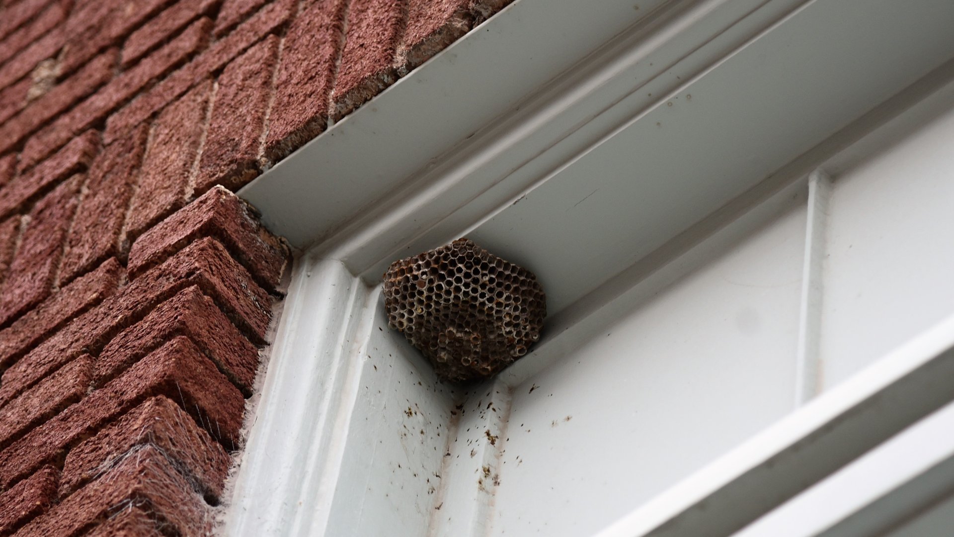 Darázsfészket találtál a kertben? – Mutatjuk mit kell tenned a darázsfészekkel!
