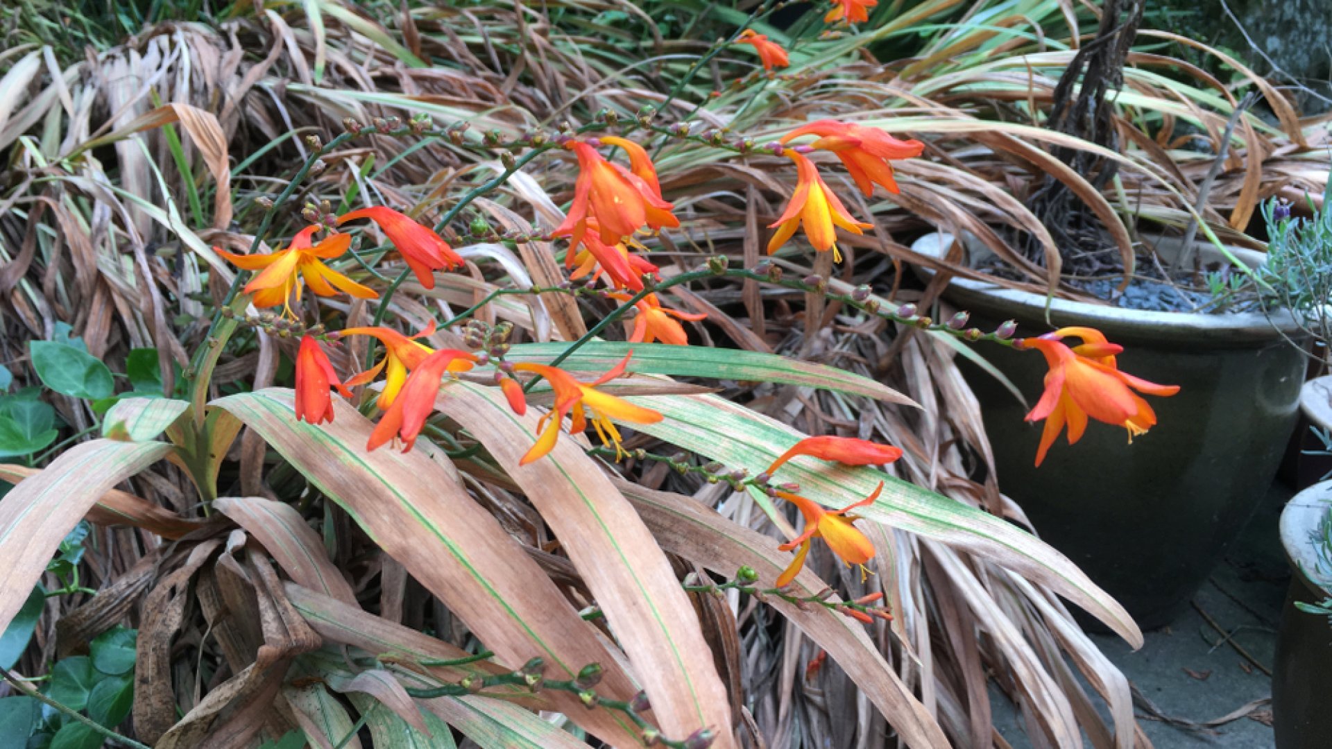 Így mentheted meg kiszáradt növényeidet