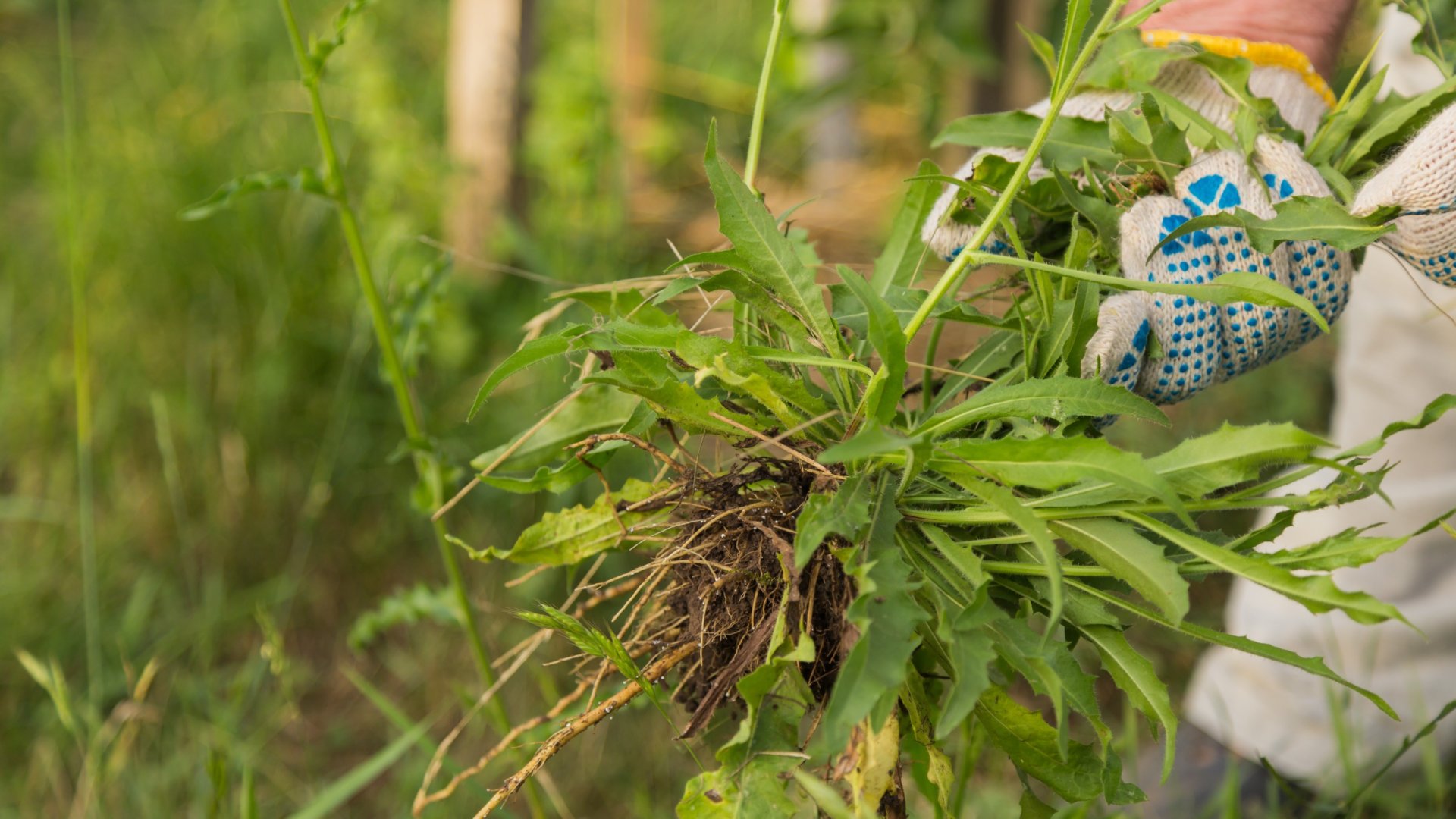 „A szomszéd kertje mindig zöldebb” – De miért lesz gyomos a fű a kertedben?