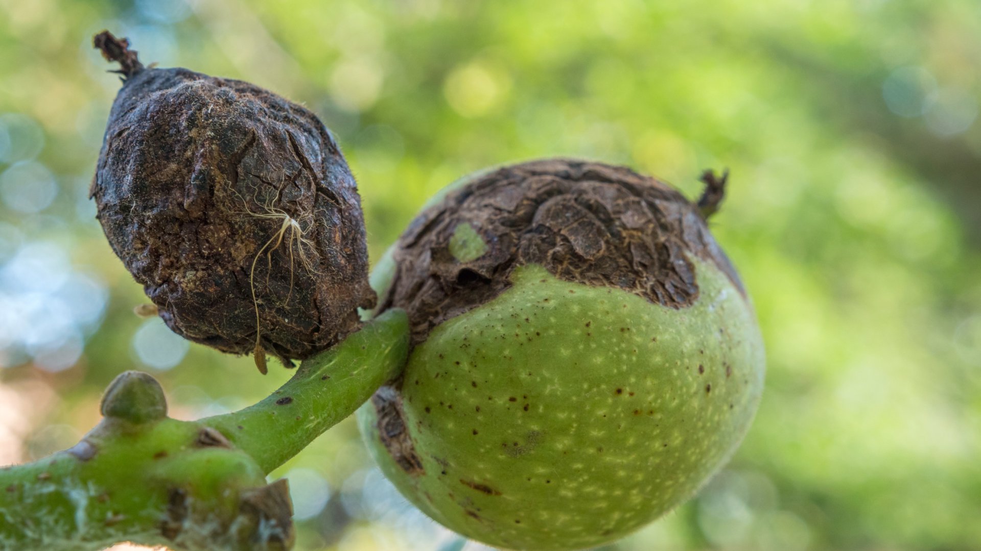 Mentsd meg az idei diótermést! Terjed a gyilkos kór!