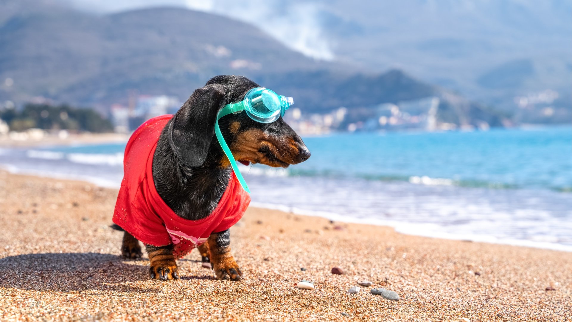 Itt strandolhatsz kutyusokkal a Balatonon – Idén is megrendezik a Dog Beach Fesztivált! Itt strandolhatsz kutyusokkal a Balatonon – Idén is megrendezik a Dog Beach Fesztivált!