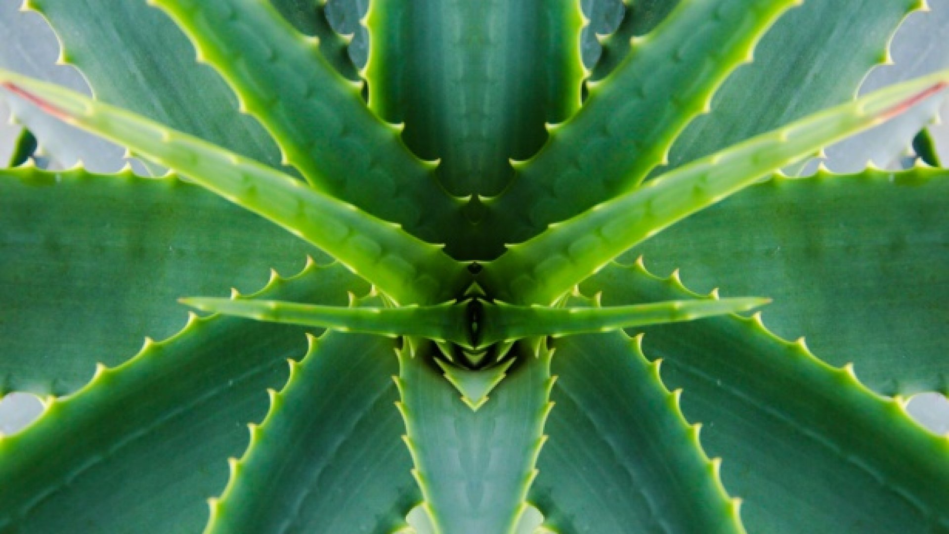  Kerülendő évelők - ezeket nem biztos, hogy jó ötlet a kertedbe ültetni