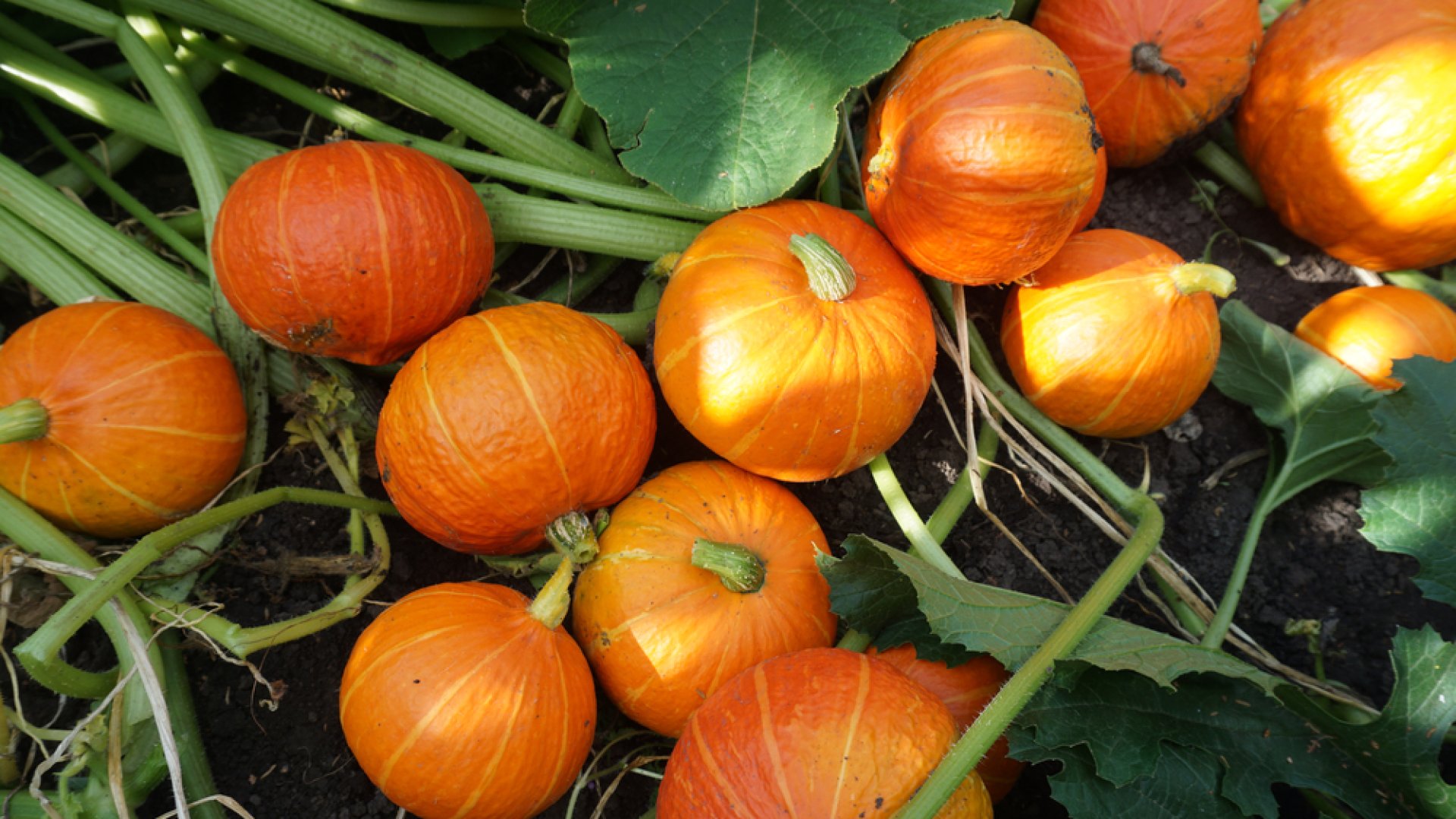 A sütőtök ültetése – Mit és mikor érdemes ültetni?