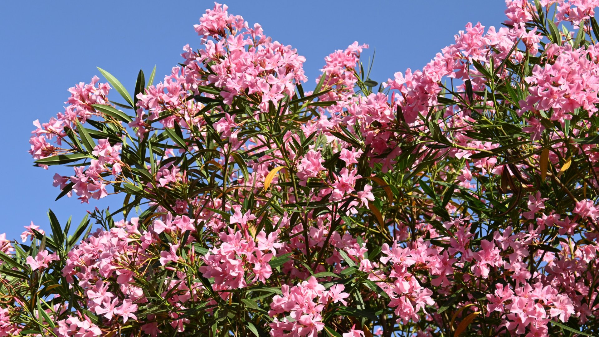 Ettől a 4 trükktől roskadozni fog a virágoktól a leander!
