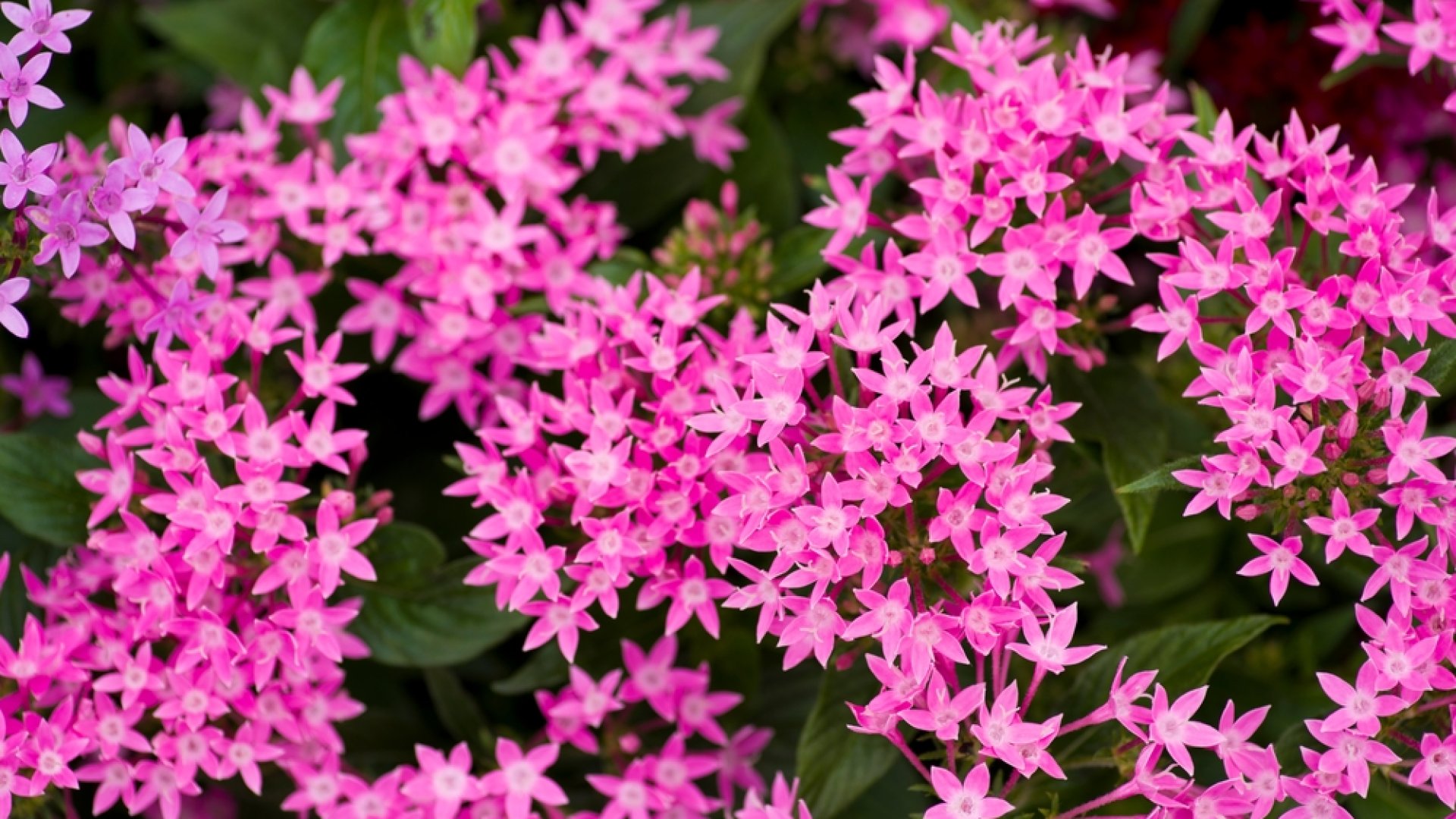 Mit ültessünk júliusban?