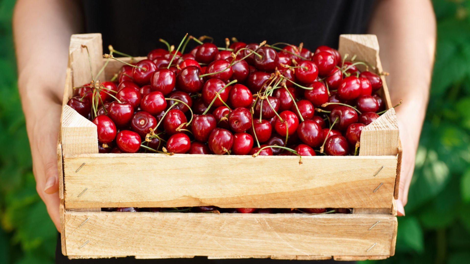A cseresznyék szüretelése és tárolása