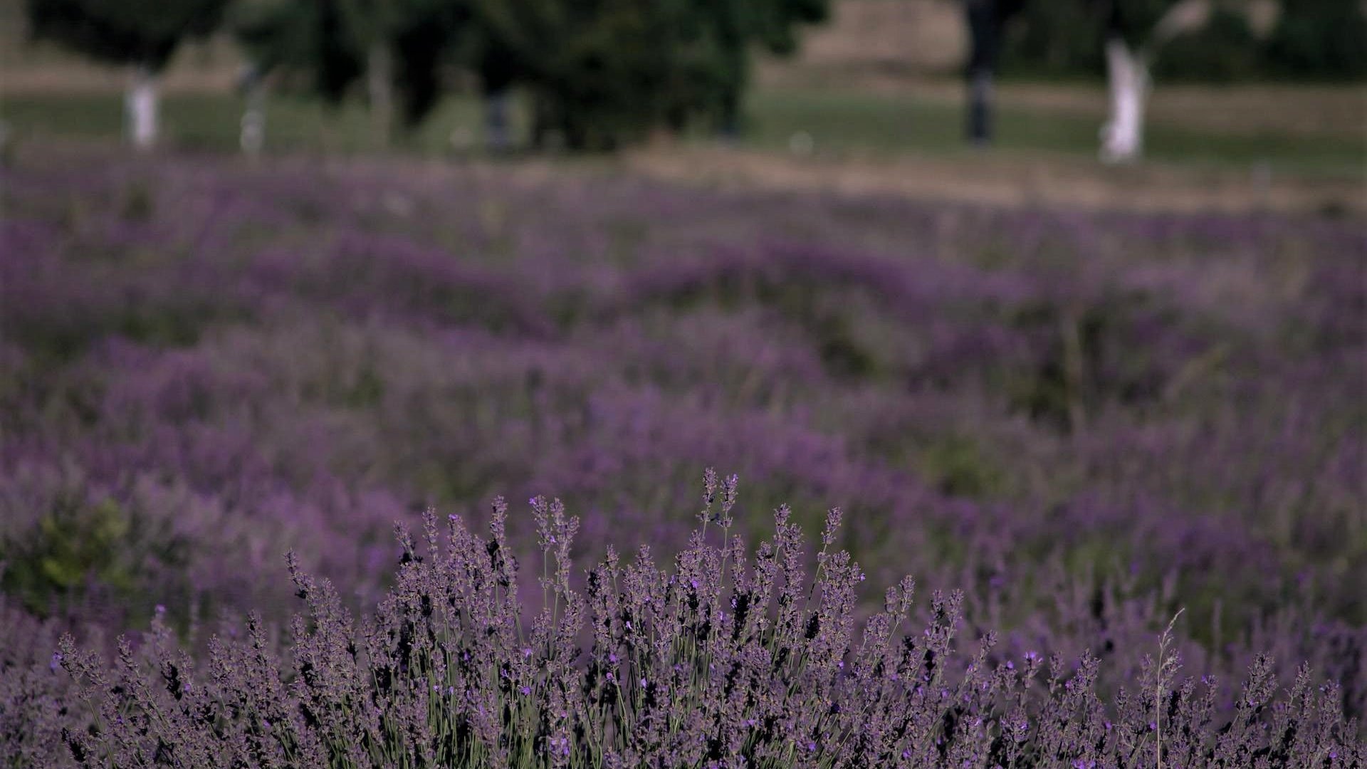 Tihanyi Levendula Fesztivál- ne hagyd ki!
