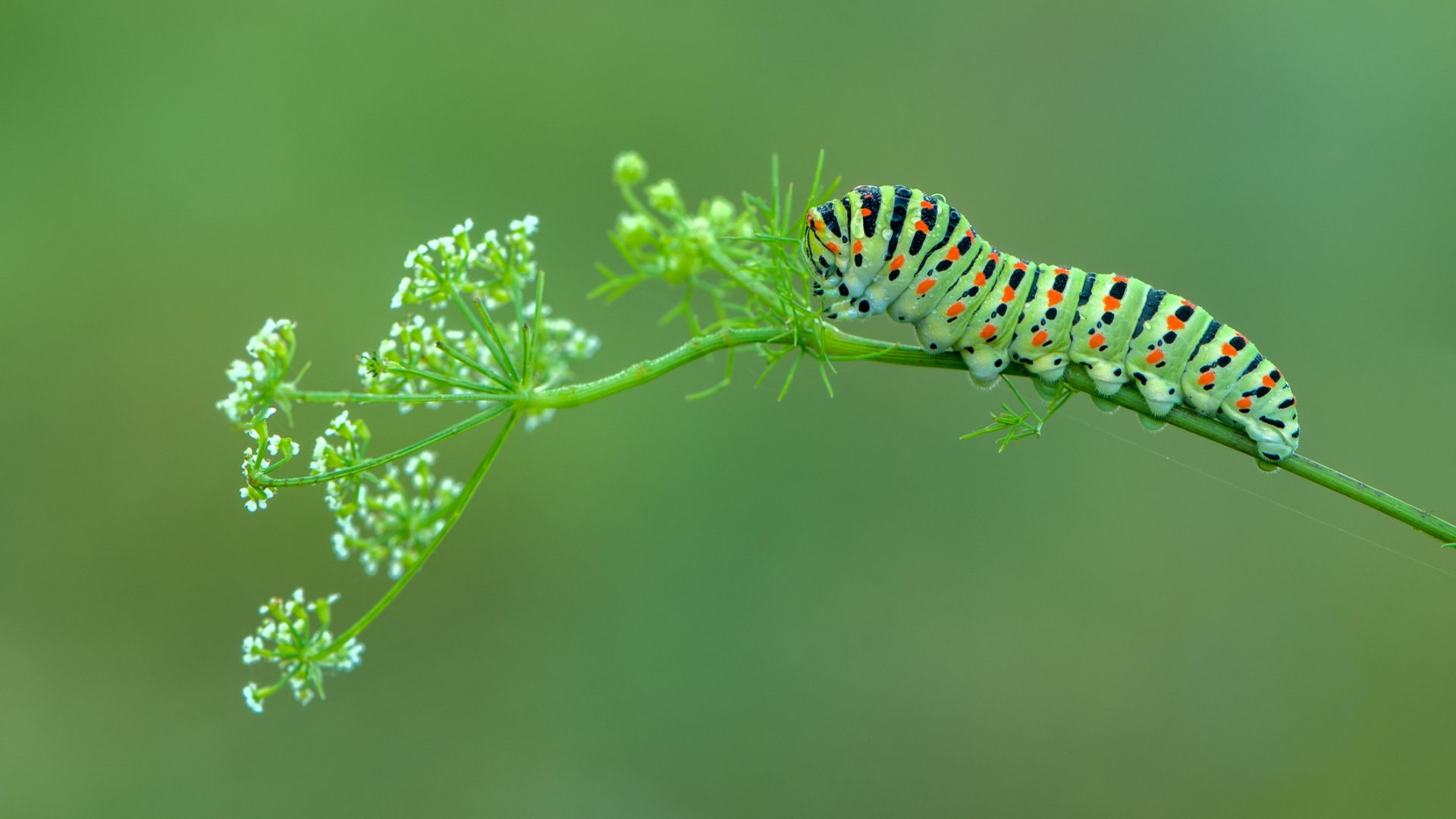 Itt az ideje cselekedni: Így tartsd távol a hernyók seregét a kertedtől!
