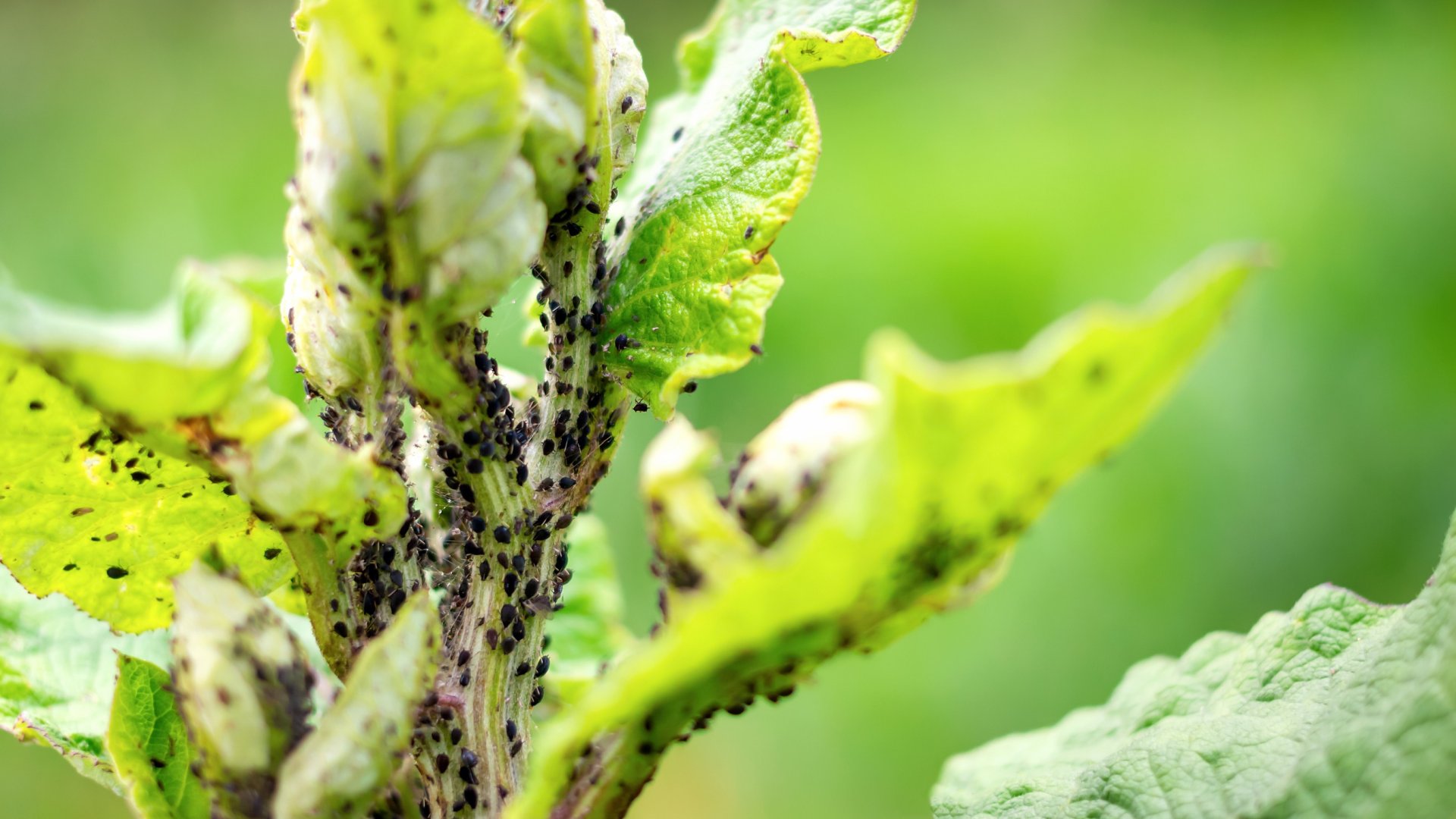 10 rendkívül hatásos trükk levéltetvek ellen