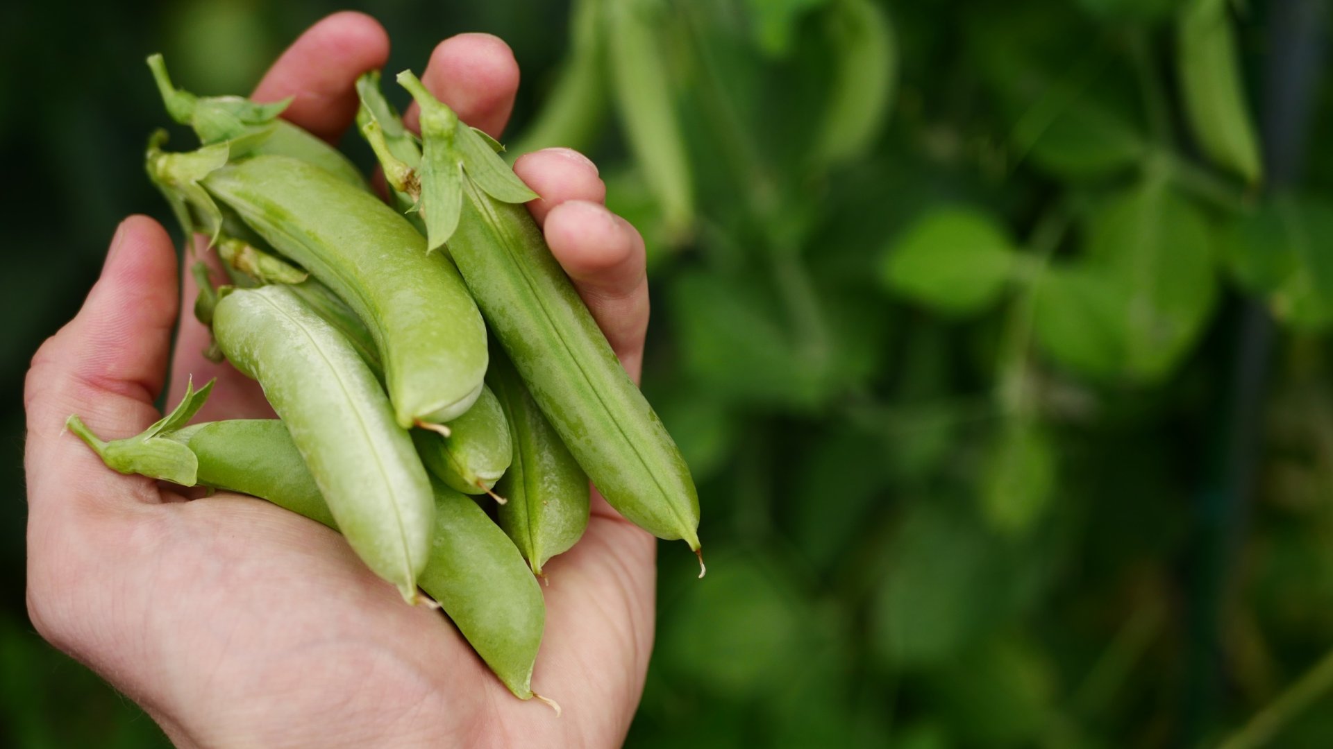 Ezeket a növényeket ültetheted még el júniusban!