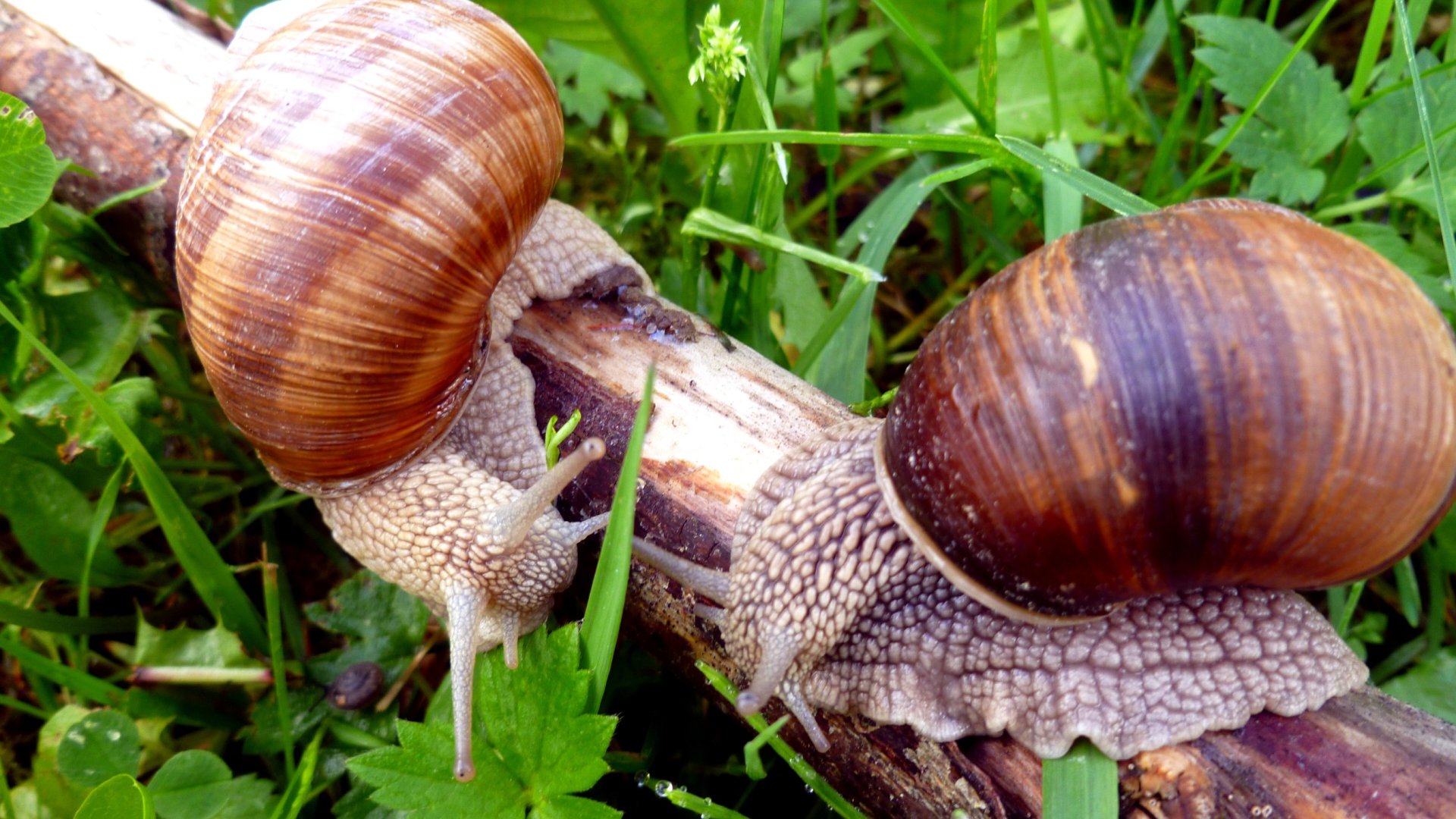 Ezekkel az olcsó módszerekkel tudod elűzni a csigákat!