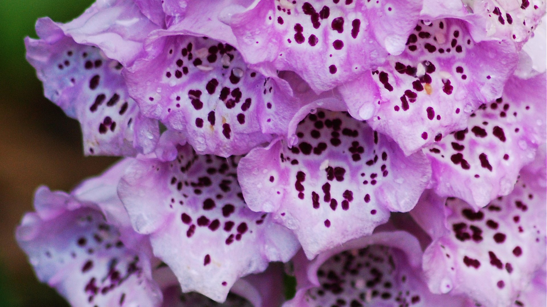 Ez a 3 gyönyörű bokor rendkívül mérgező! – A kert mérgező szépségei