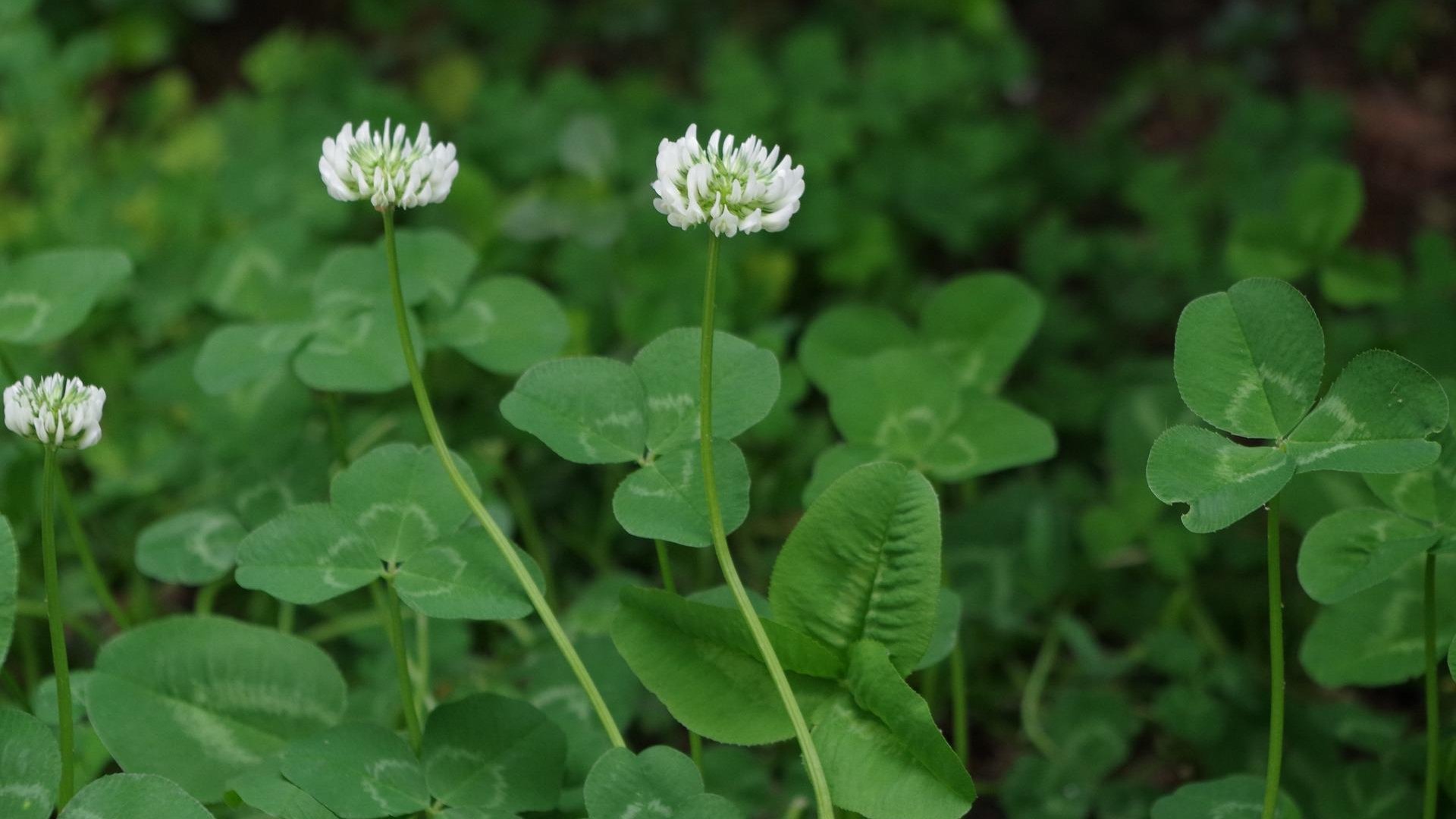 Így lehet gyönyörű fehér pázsitod, ha segítségül hívod a lóherét