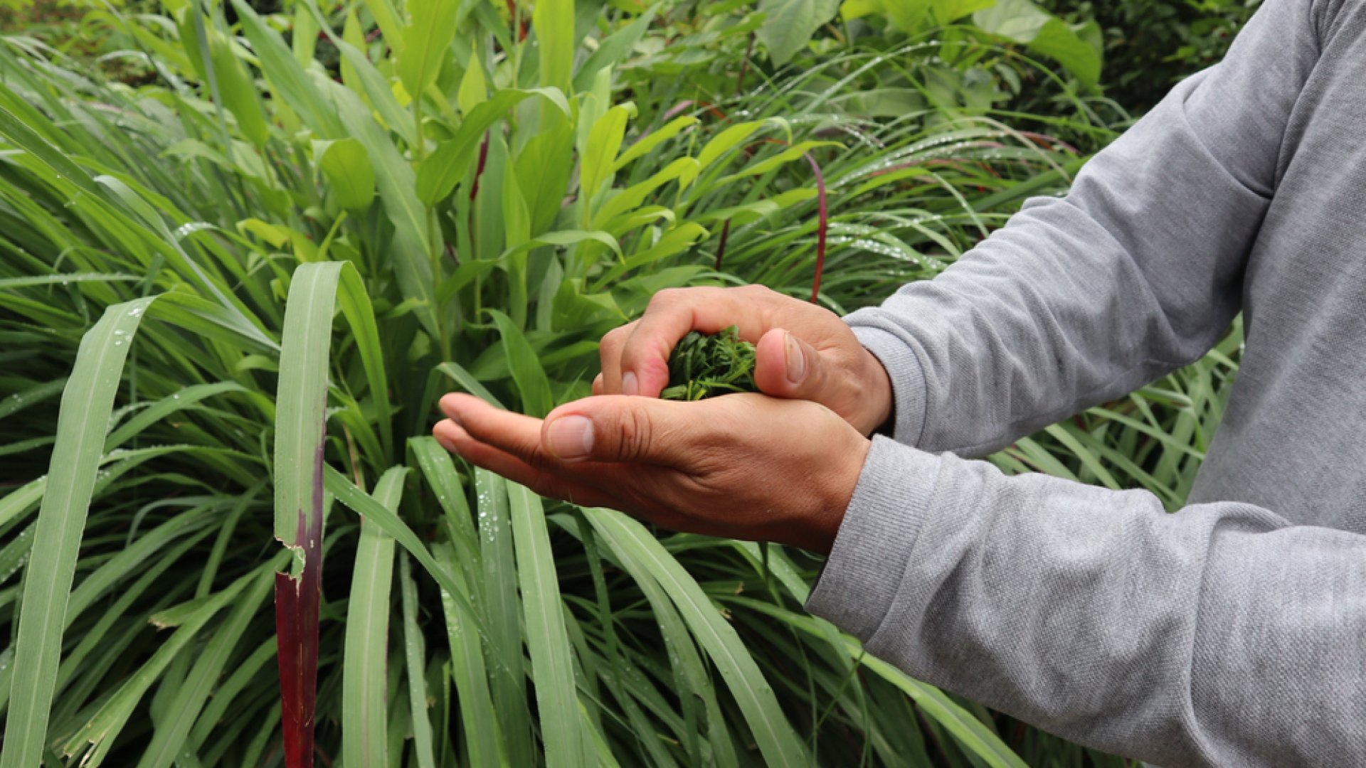 Szúnyogriasztó növények, amikre idén nyáron szükséged lesz
