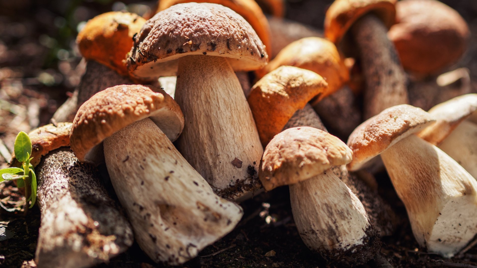 Beindult a vargányaszezon – Megjelent a gombák királya a magyar erdőkben Beindult a vargányaszezon – Megjelent a gombák királya a magyar erdőkben