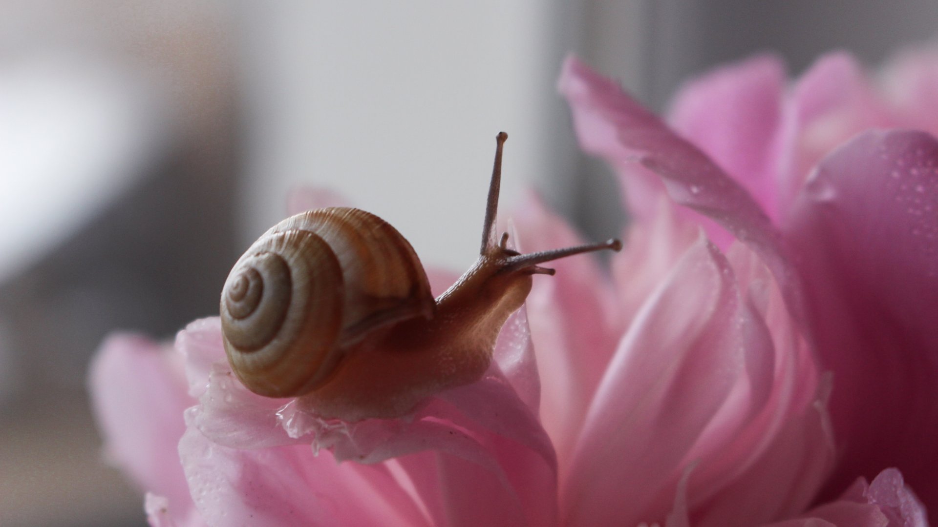 Beszabadultak a csigák a házadba? Ezt tedd, hogy megszabadulj tőlük! Beszabadultak a csigák a házadba? Ezt tedd, hogy megszabadulj tőlük!