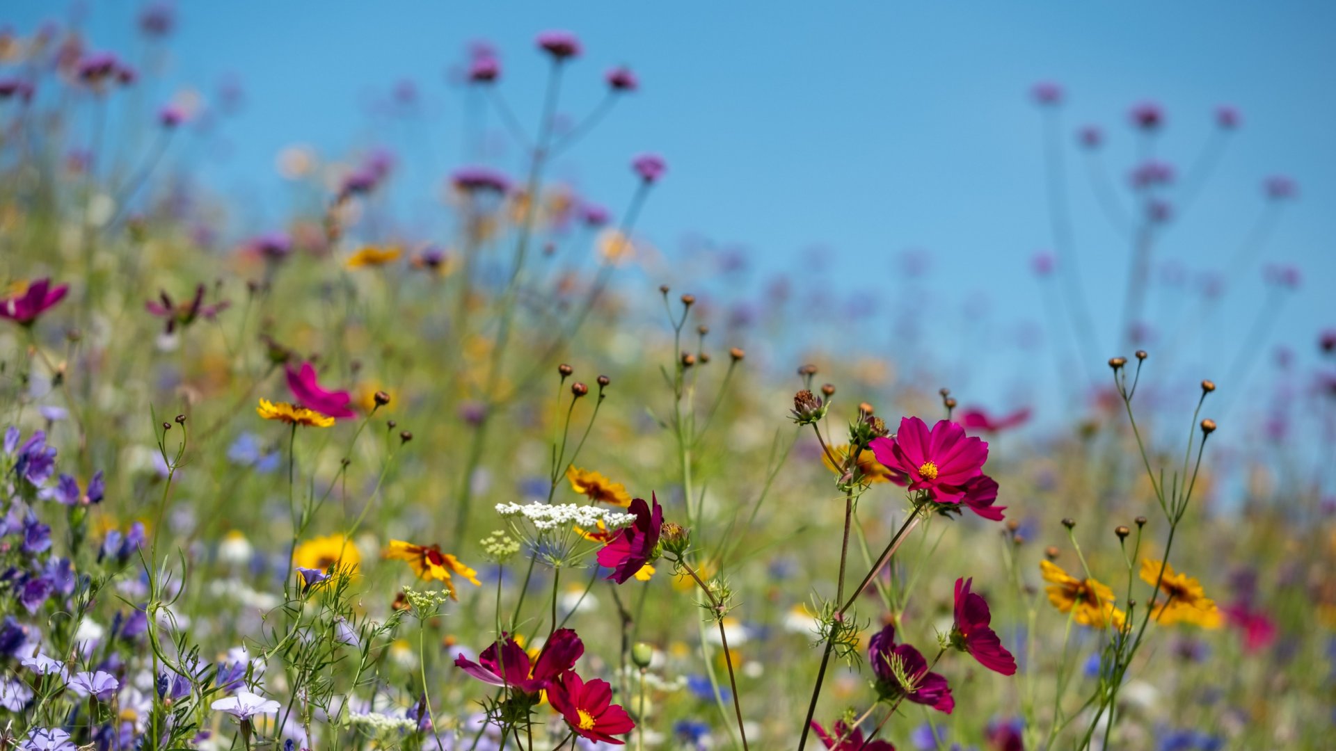 Nincs időd a kerttel foglalkozni? - 4 tipp, hogyan legyen vad, mégis rendezett kerted