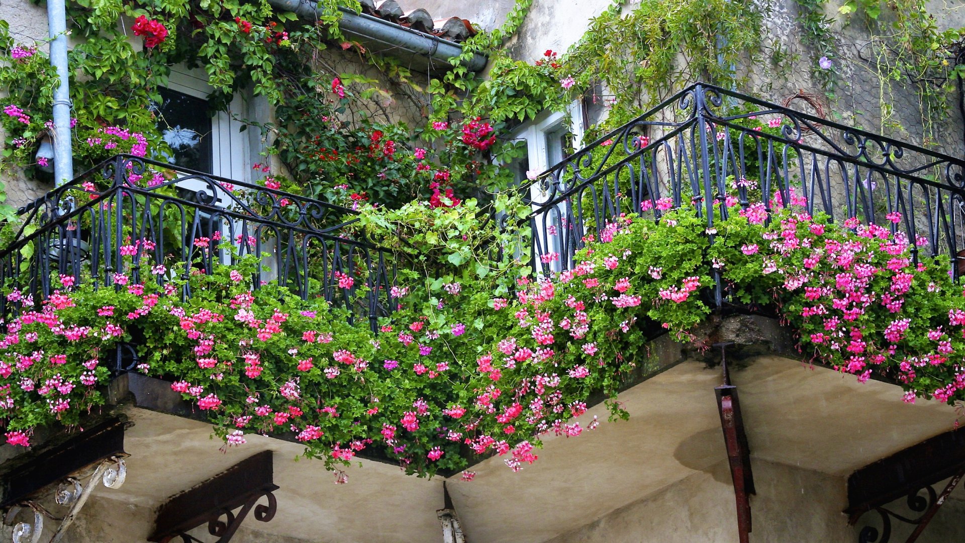 7 virág az árnyékos erkélyre, amik így is tündökölnek