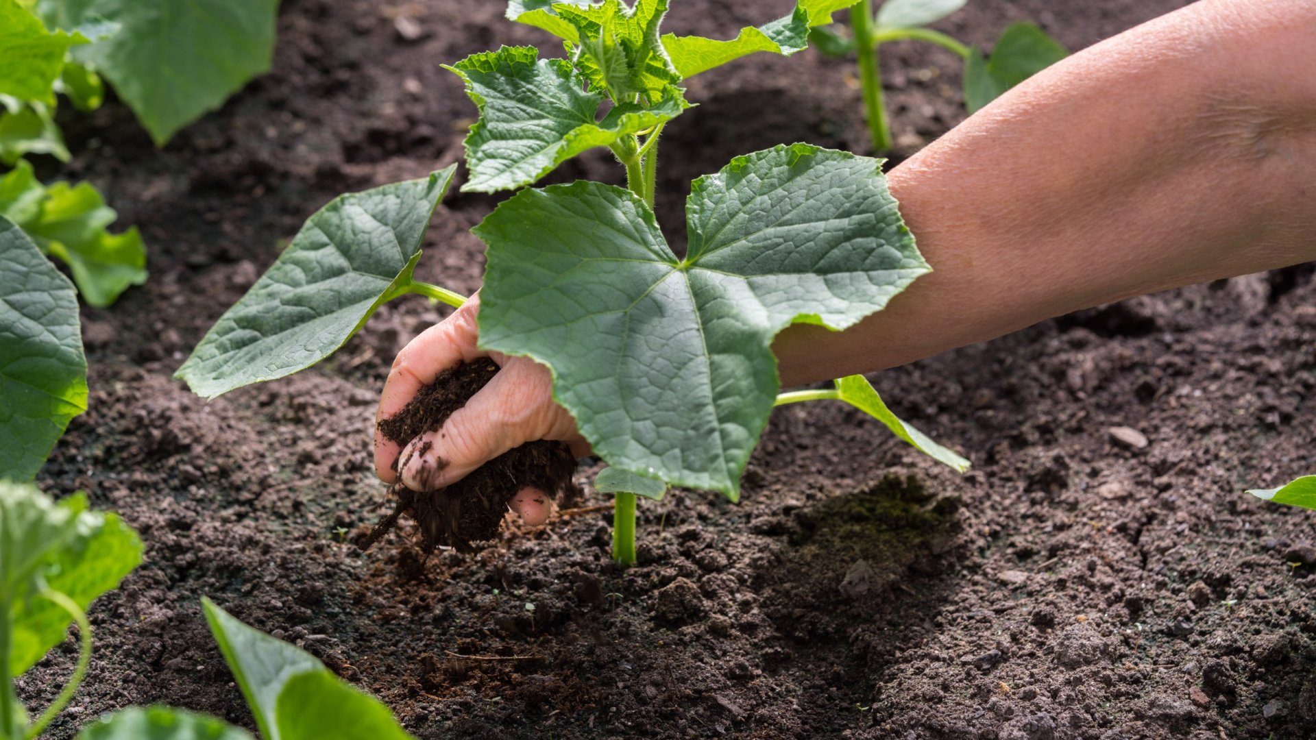 Így turbózd fel a talaj minőségét fillérekből! – Trükkök a kertészektől